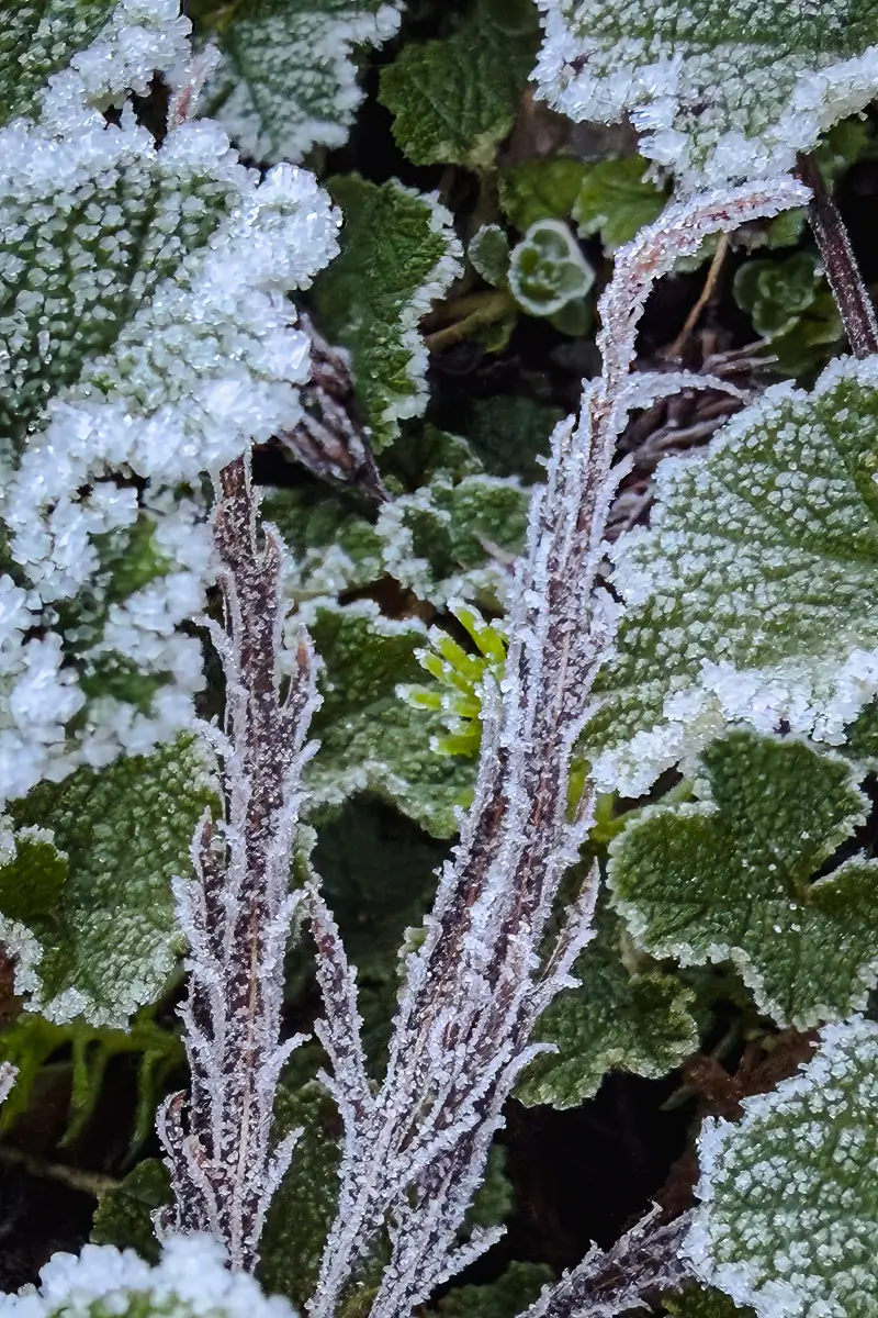 Frost lined leaves
