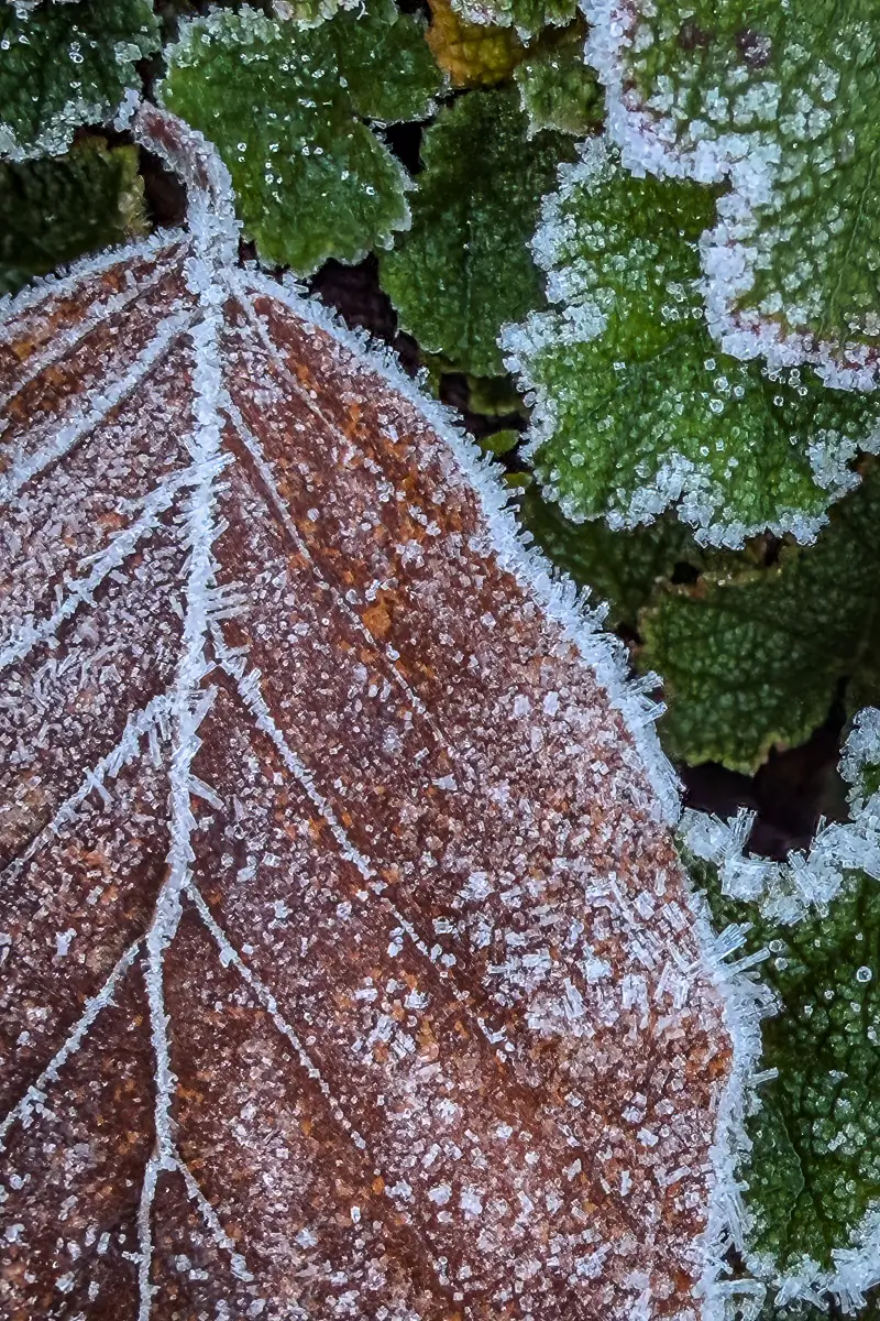 Frost lined leaf and veins