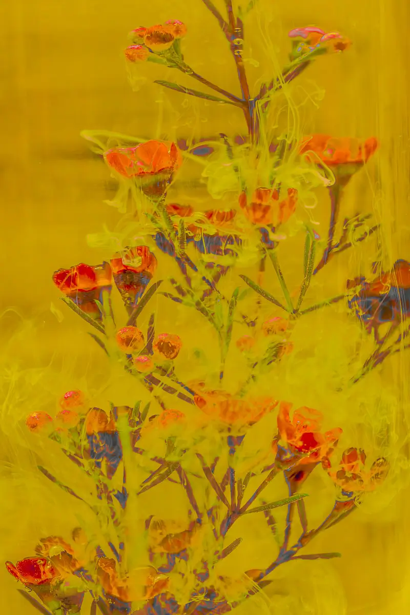 Submerged Series with water, botanicals/flowers and ink:  red flowers peaking through yellow flow