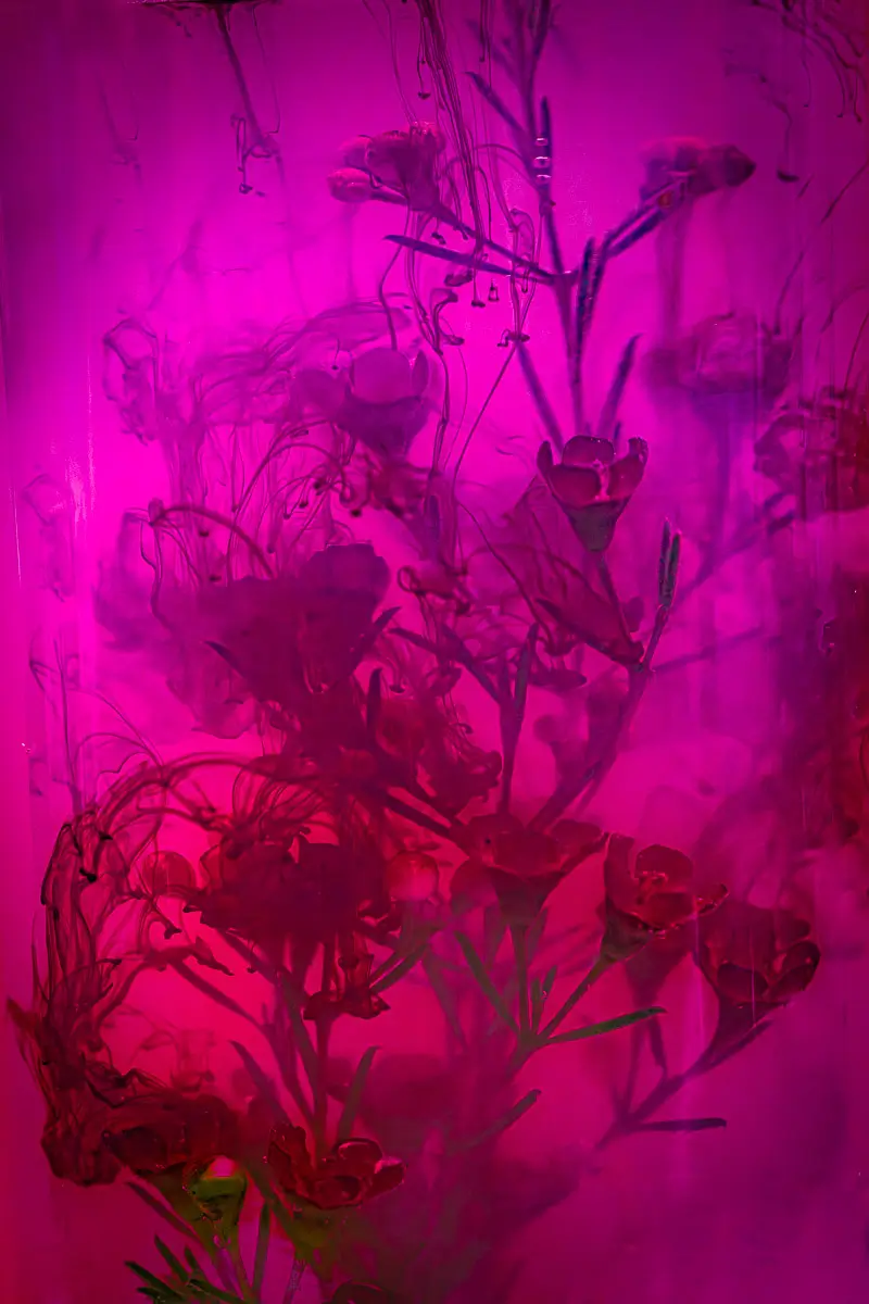 Submerged Series with water, botanicals/flowers and ink: Pink and purple glow  