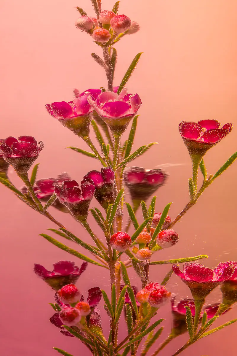 Submerged Series with water, botanicals/flowers and ink: tiny bubbles lining the pink flowers and leaves with a pink glow