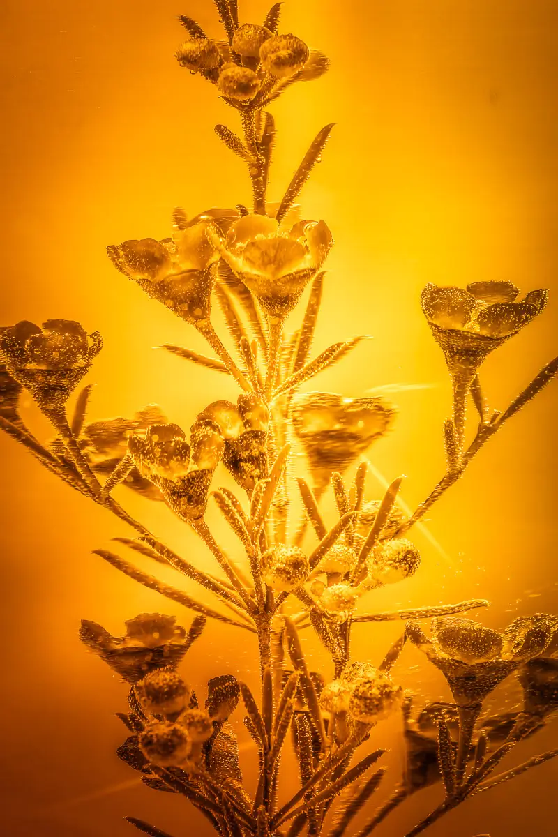 Submerged Series with water, botanicals/flowers and ink:  tiny water bubbles lining the flowers and leaves with a bright golden glow