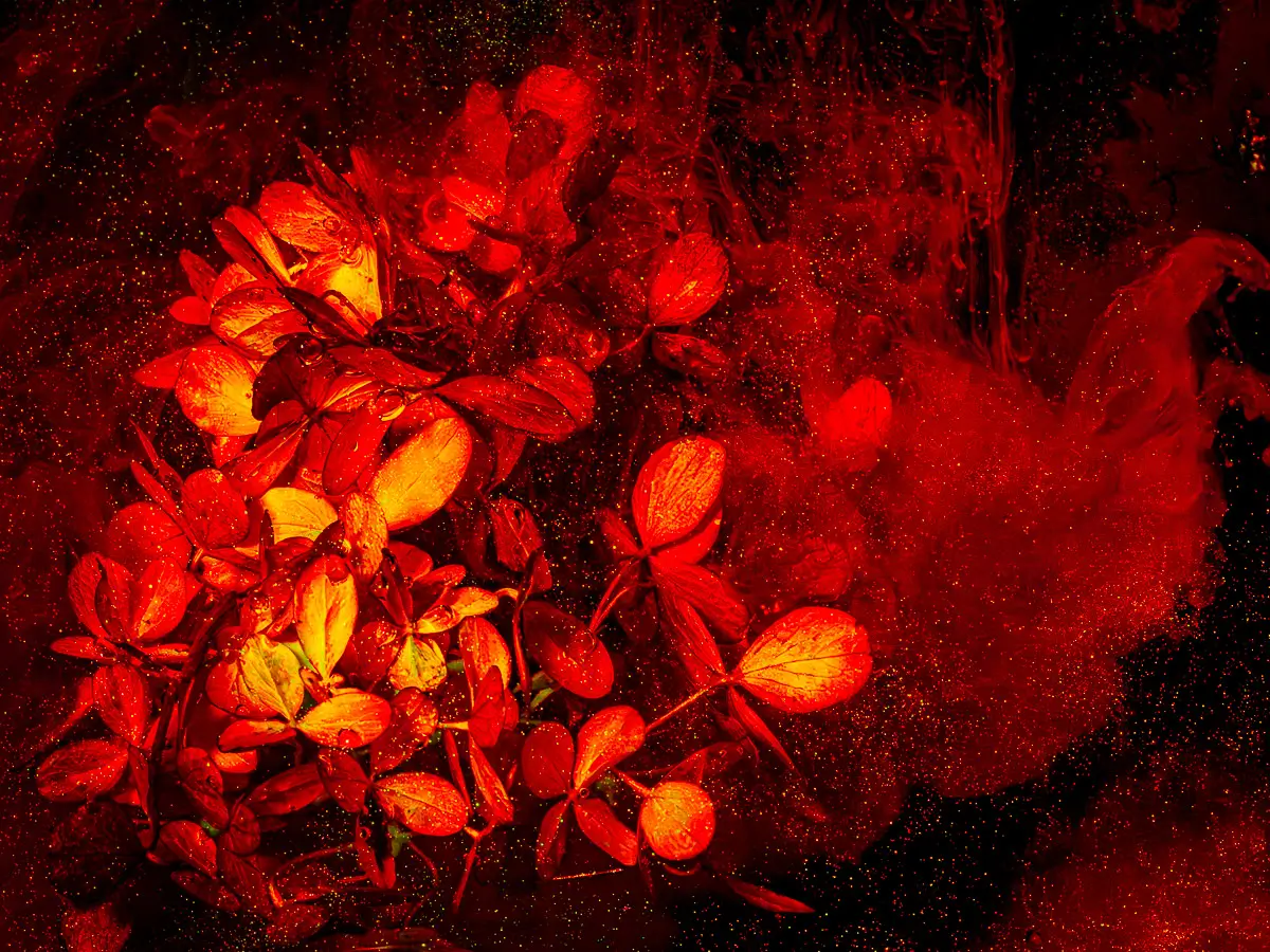 Submerged Series with water, botanicals/flowers and ink:  Deep red  flows with light sparkles surround round group of floral leaves.