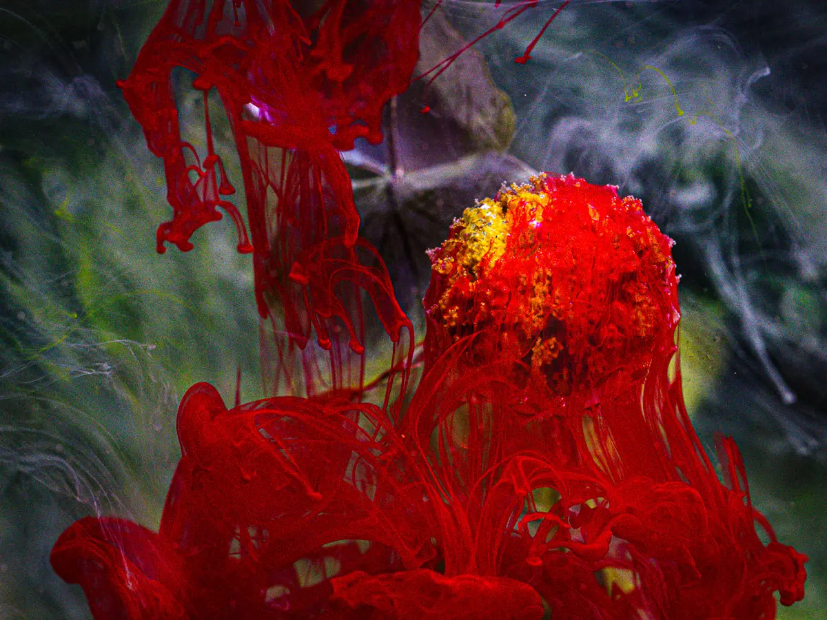Submerged Series with water, botanicals/flowers and ink:  Red ink flows around a yellow balled flower