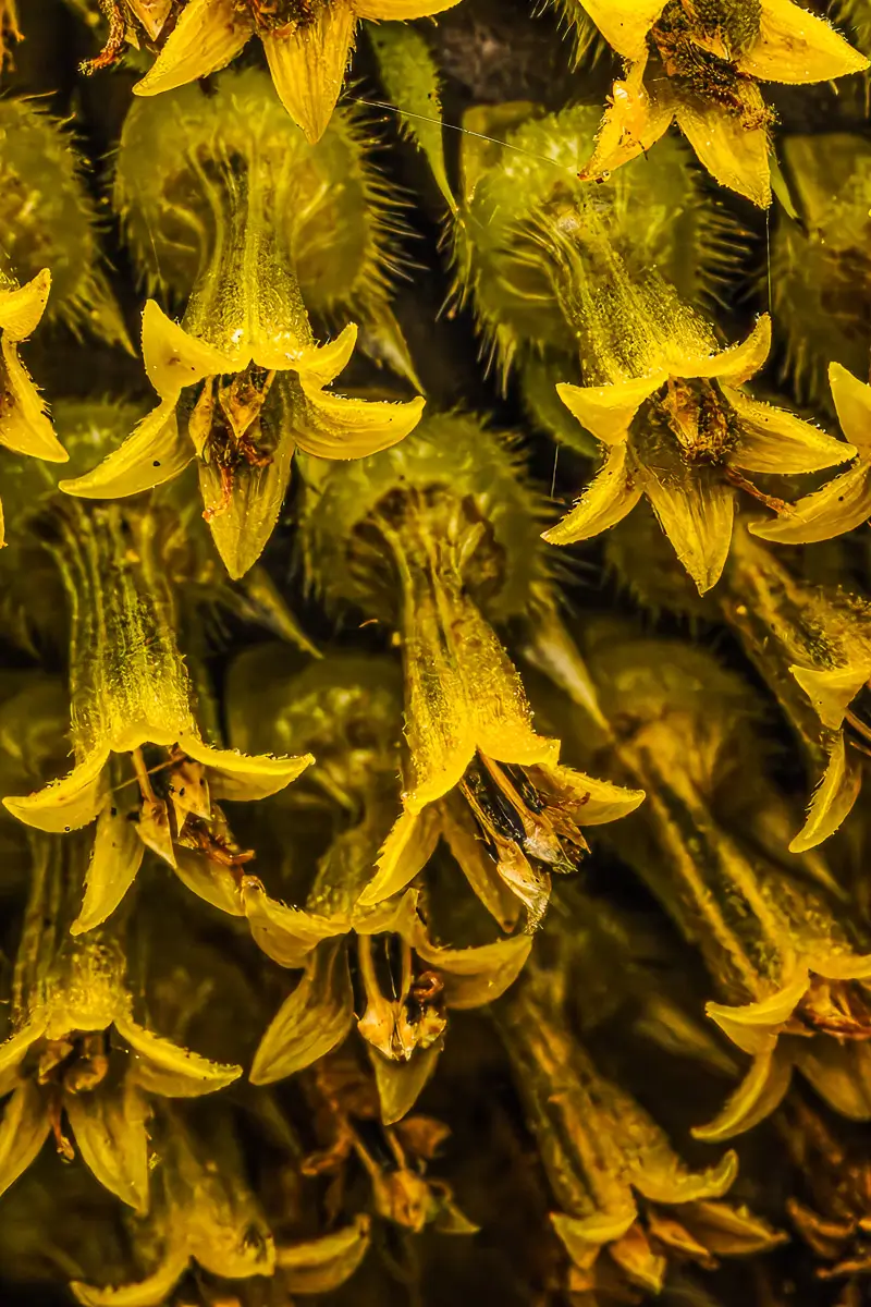 Macro shot of the tiny blooms in the center of a Sunflower