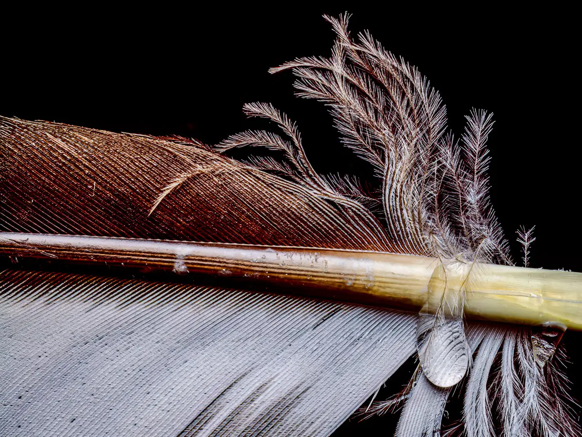 macro shot of part of a bird feather