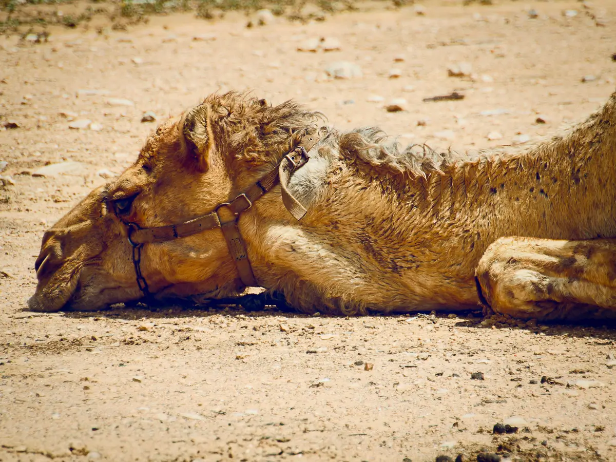 Close up of a Camel head relaxing in the sand in Israel