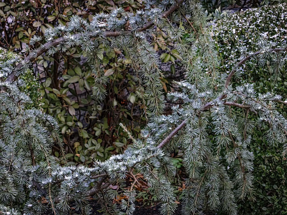 snow along the branches of a weeping bush
