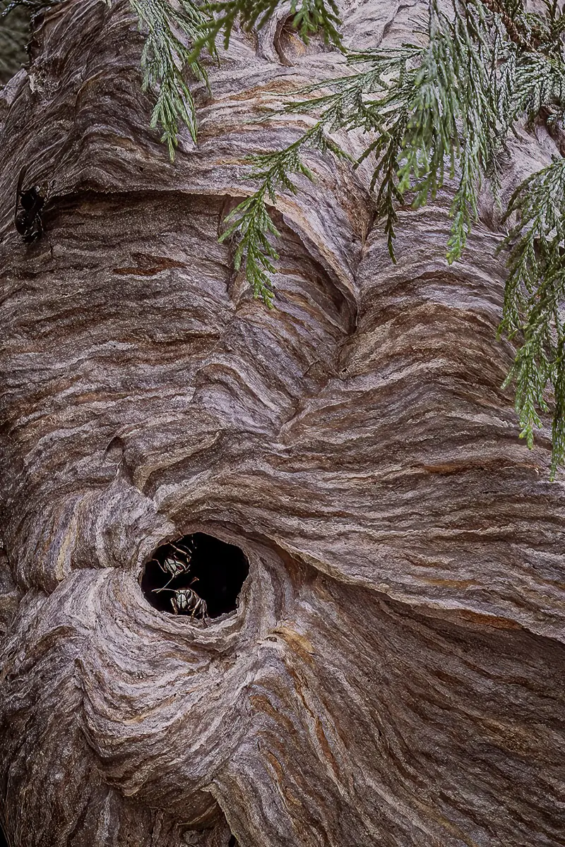 Large wasp nest with a few wasps peeking out