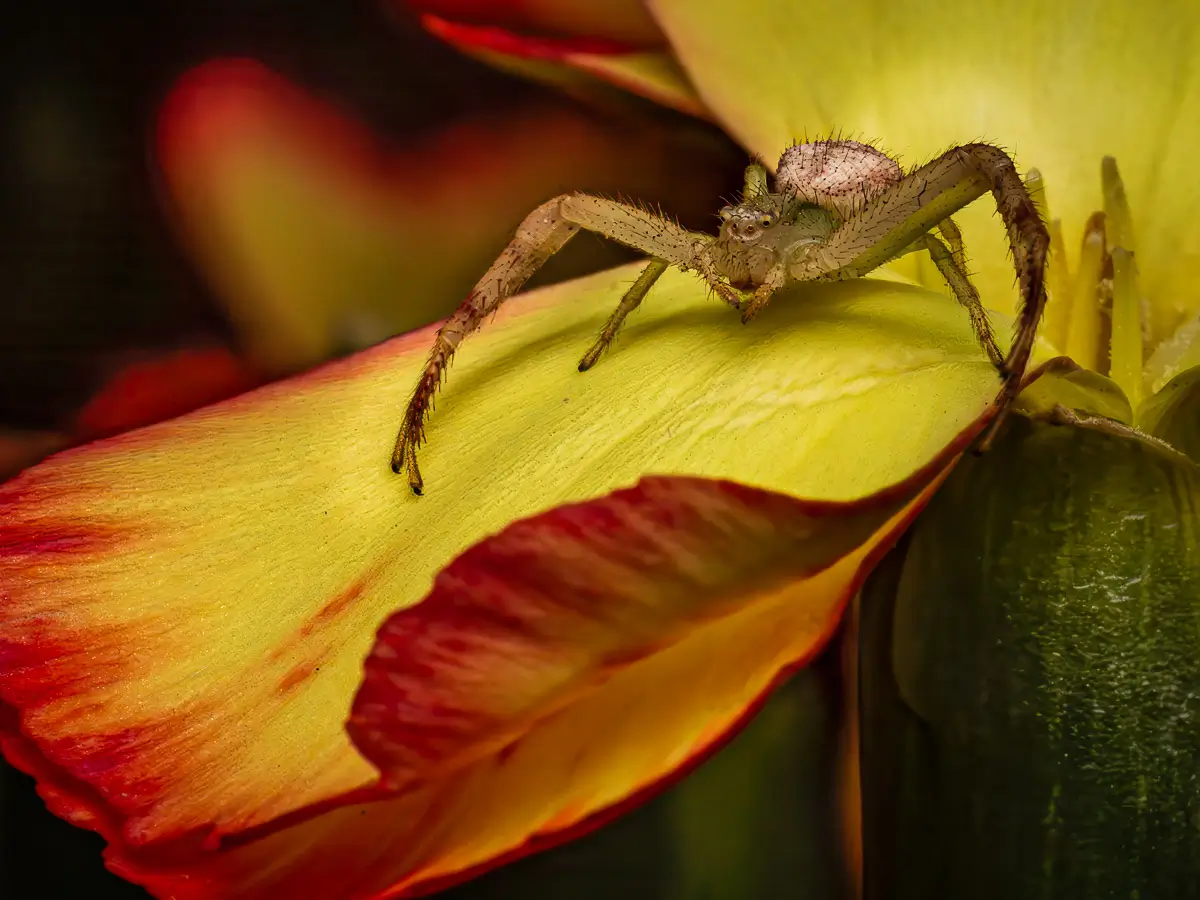 Macro shot of a spider walking on a flower petal
