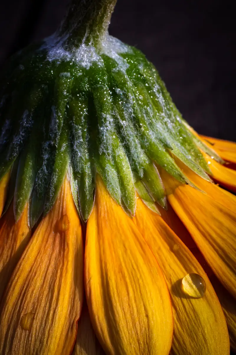 Drop of water on the back of an upside down yellow flower