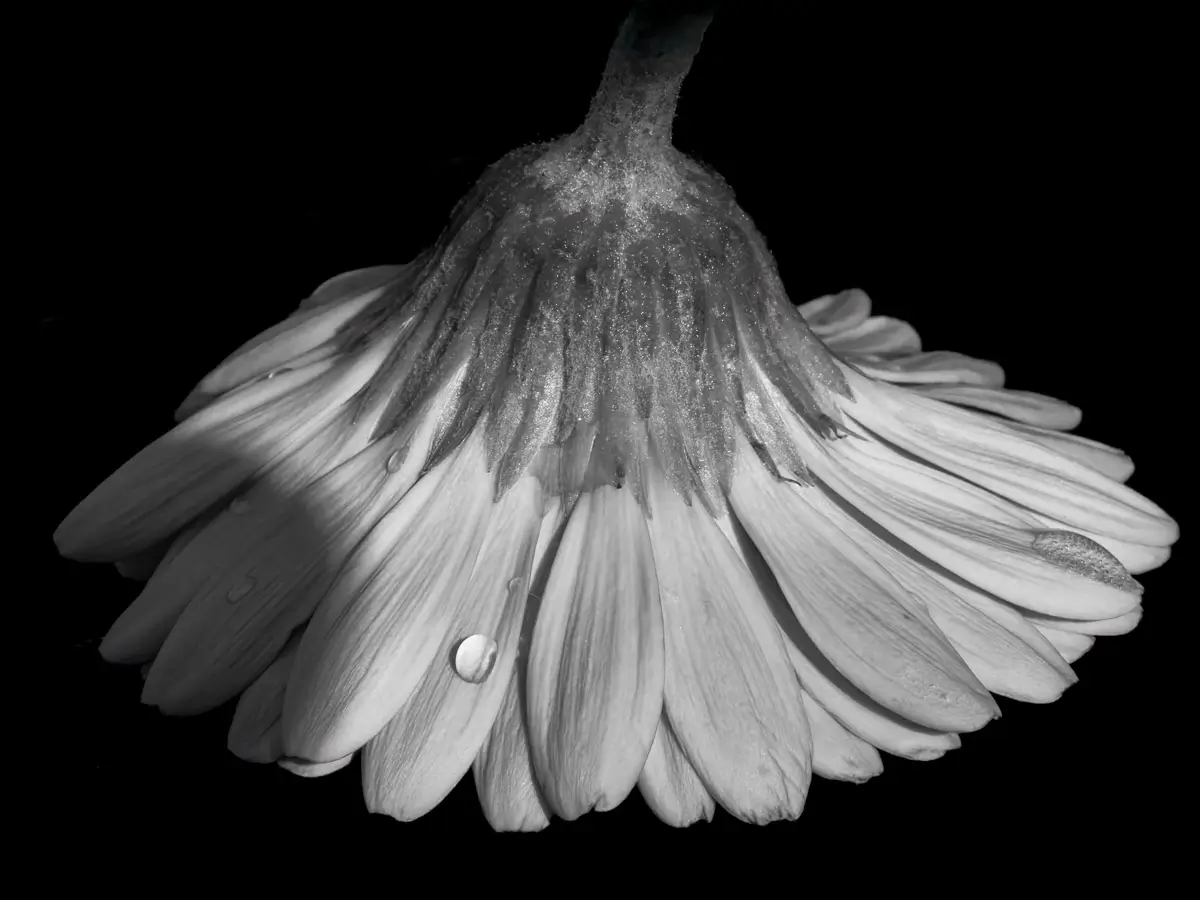 black and white shot of a water drop on the petal of an upside down flower