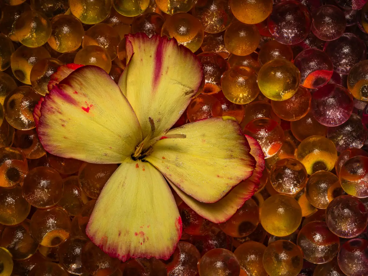 yellow and red flower sitting in a field of yellow and red water beads
