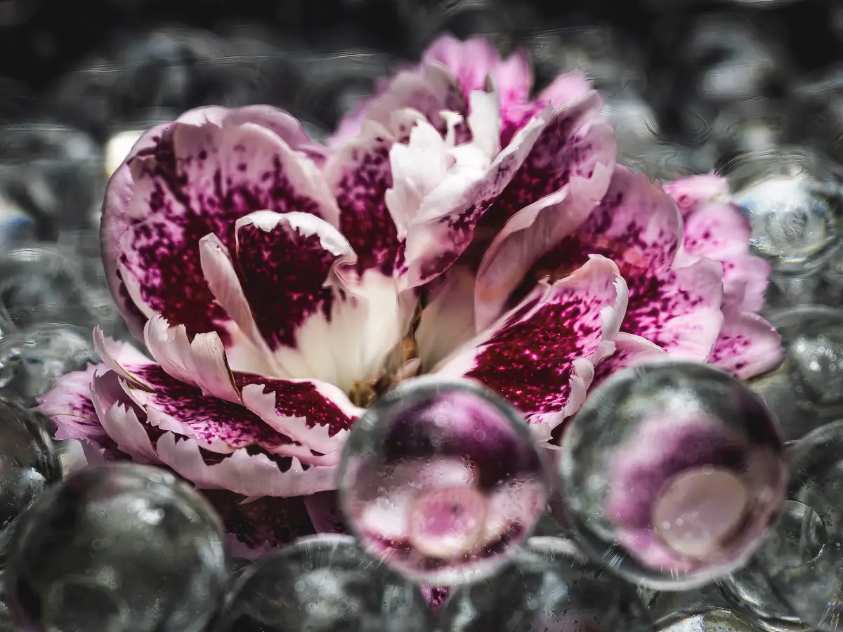 pink and white flower sitting in a pile of clear water beads where the reflection of the flower can be seen in a few beads.