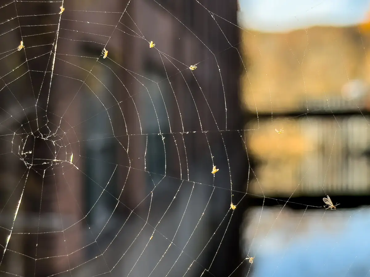 macro shot of a spider web with tiny victims strewn about