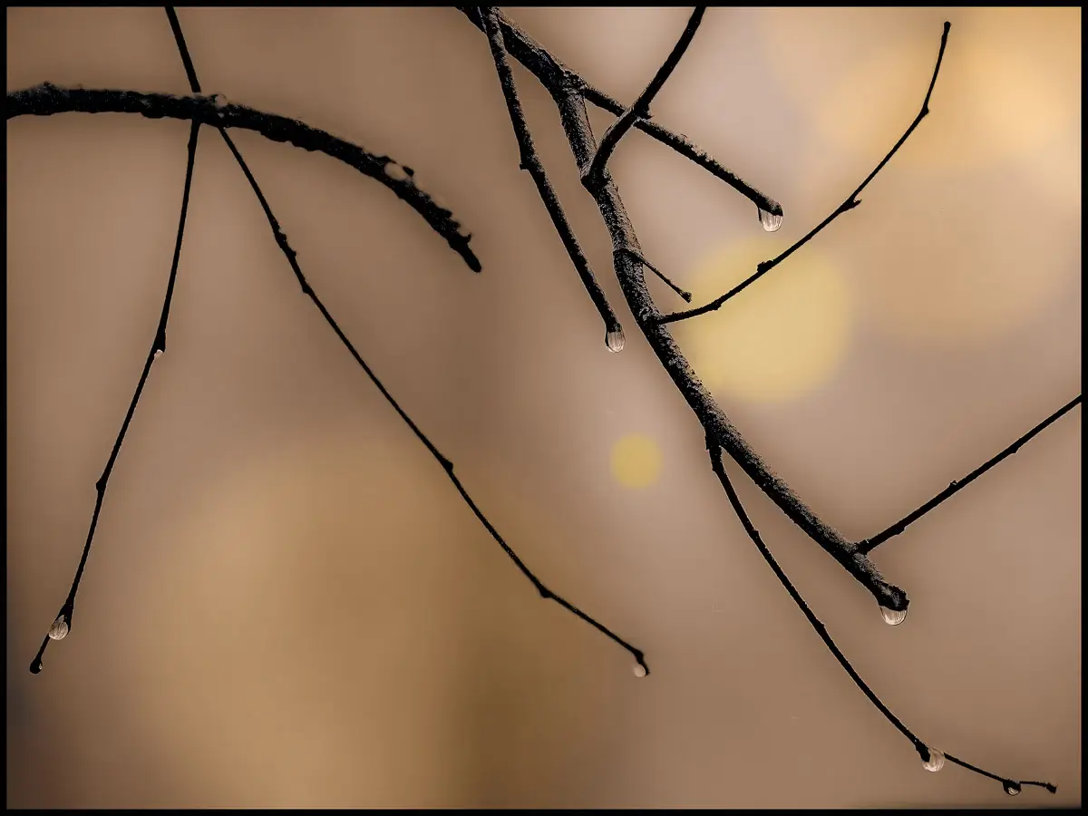 multiple bare branches, each with a water drop on the tip