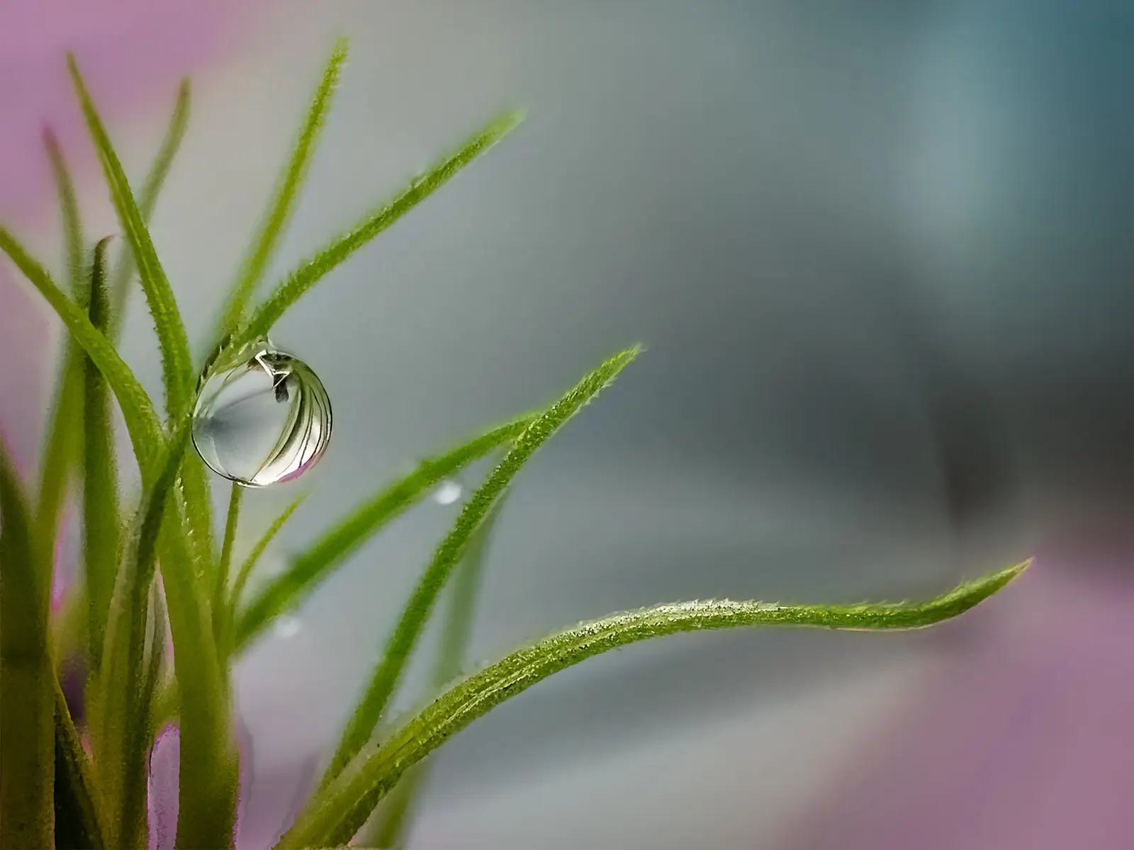 A droplet of water gently balancing on a sprig of a plant