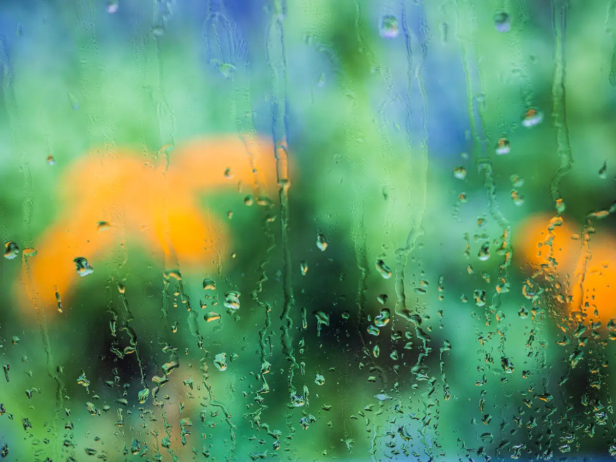 looking through a rain covered window at blurred yellow flowers
