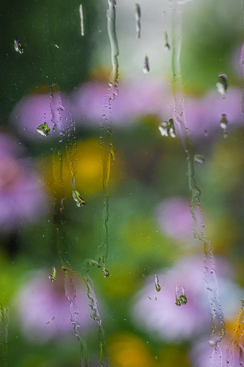 looking through a rain covered window at blurred purple flowers