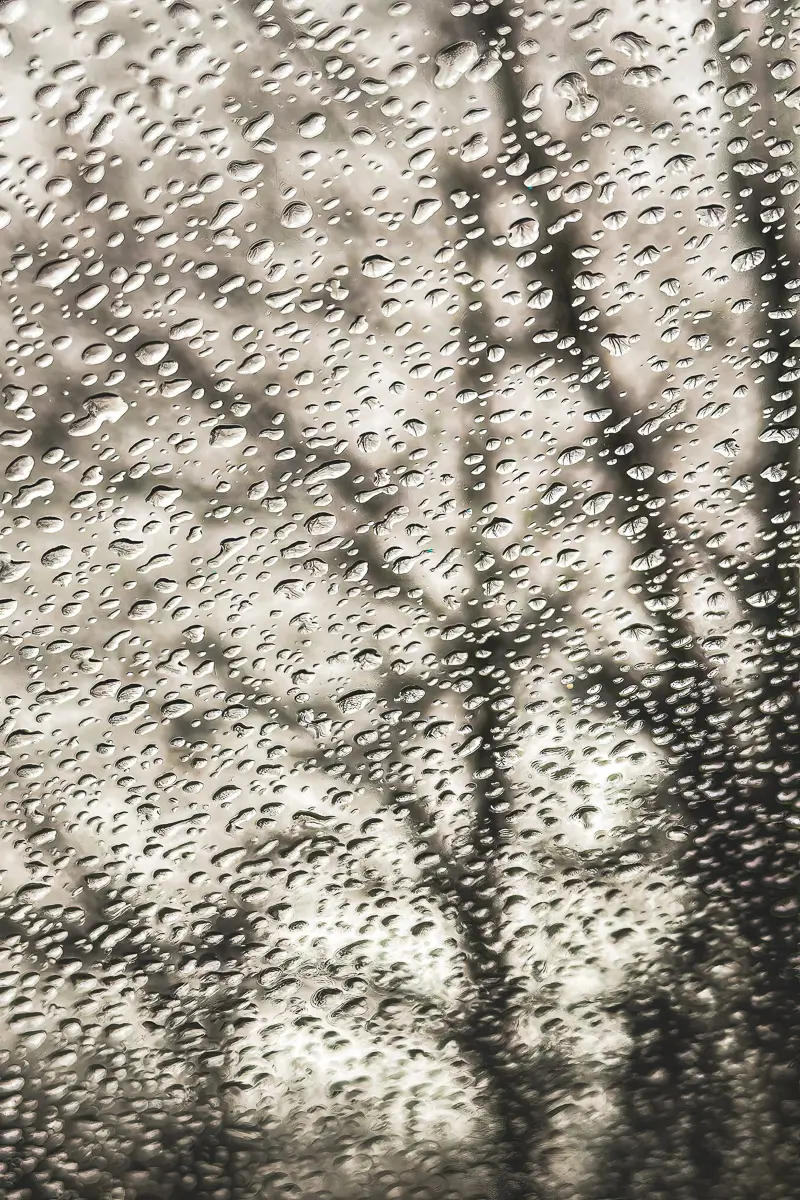 water droplets on a car windshield with a reflection of leafless tree branches
