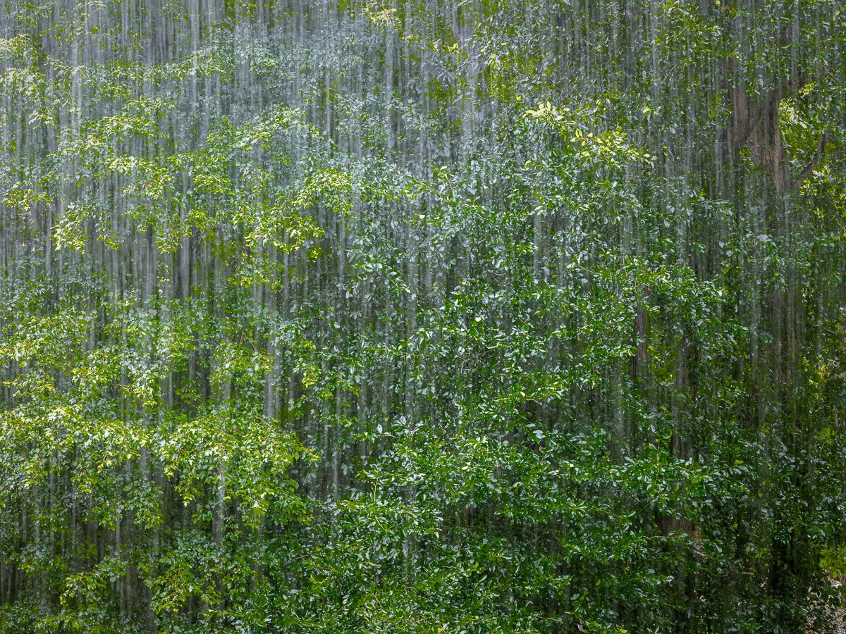 pouring rain streaked in front of green trees