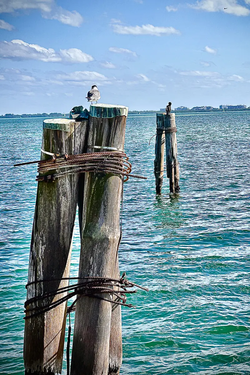 birds resting on a posts in the water in Miami