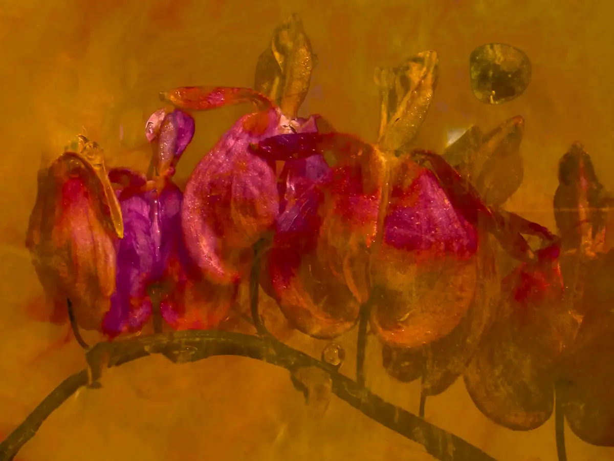 Submerged Series with water, botanicals/flowers and ink: Amber Heartbeat shows Bleeding Hearts flipped up under water with a soft yellow, painterly background of ink.