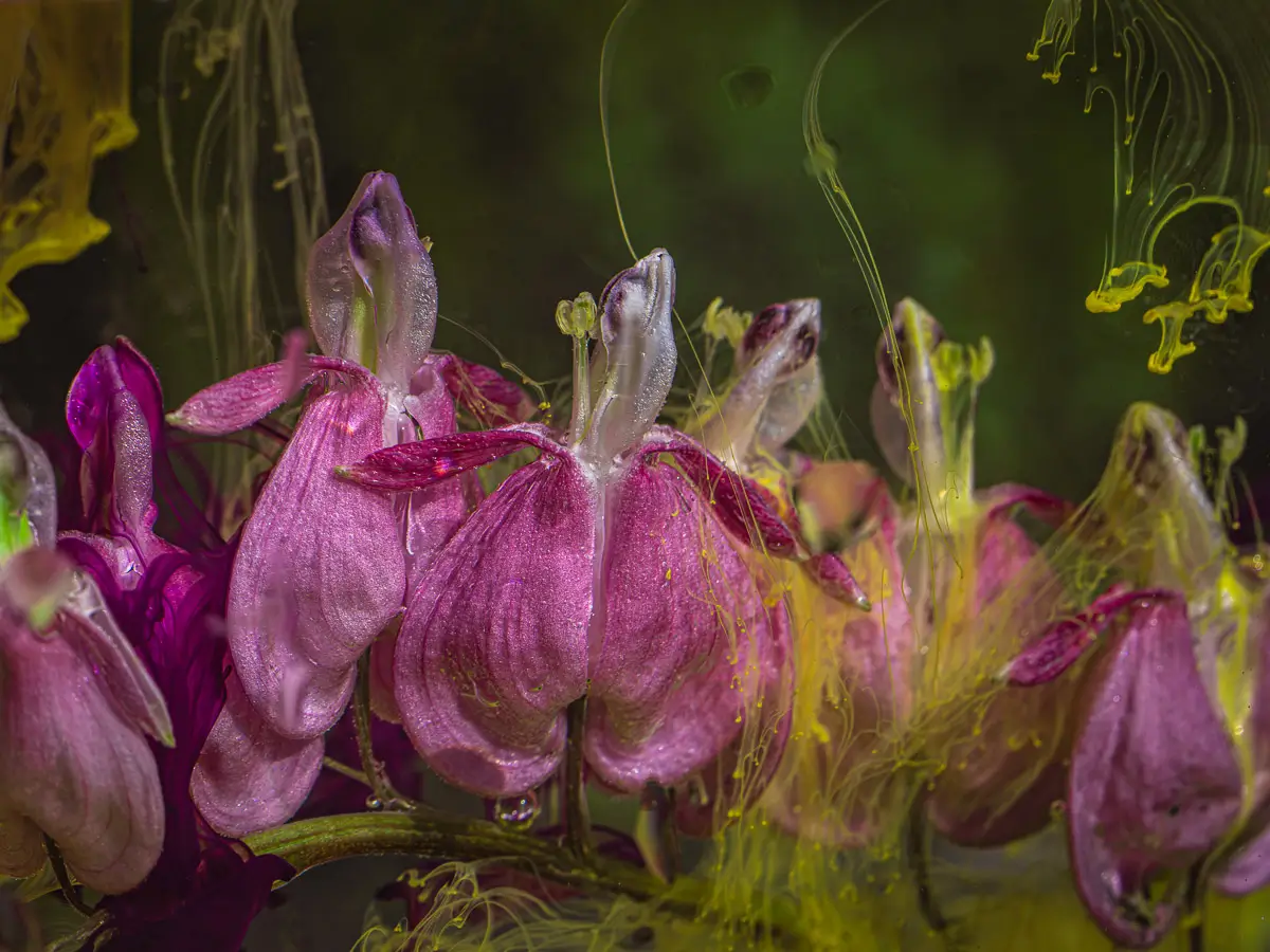 Submerged Series with water, botanicals/flowers and ink: Lingering Whispers shows Bleeding Heart flowers flipped from the water pressure, with swirls of yellow ink curling around