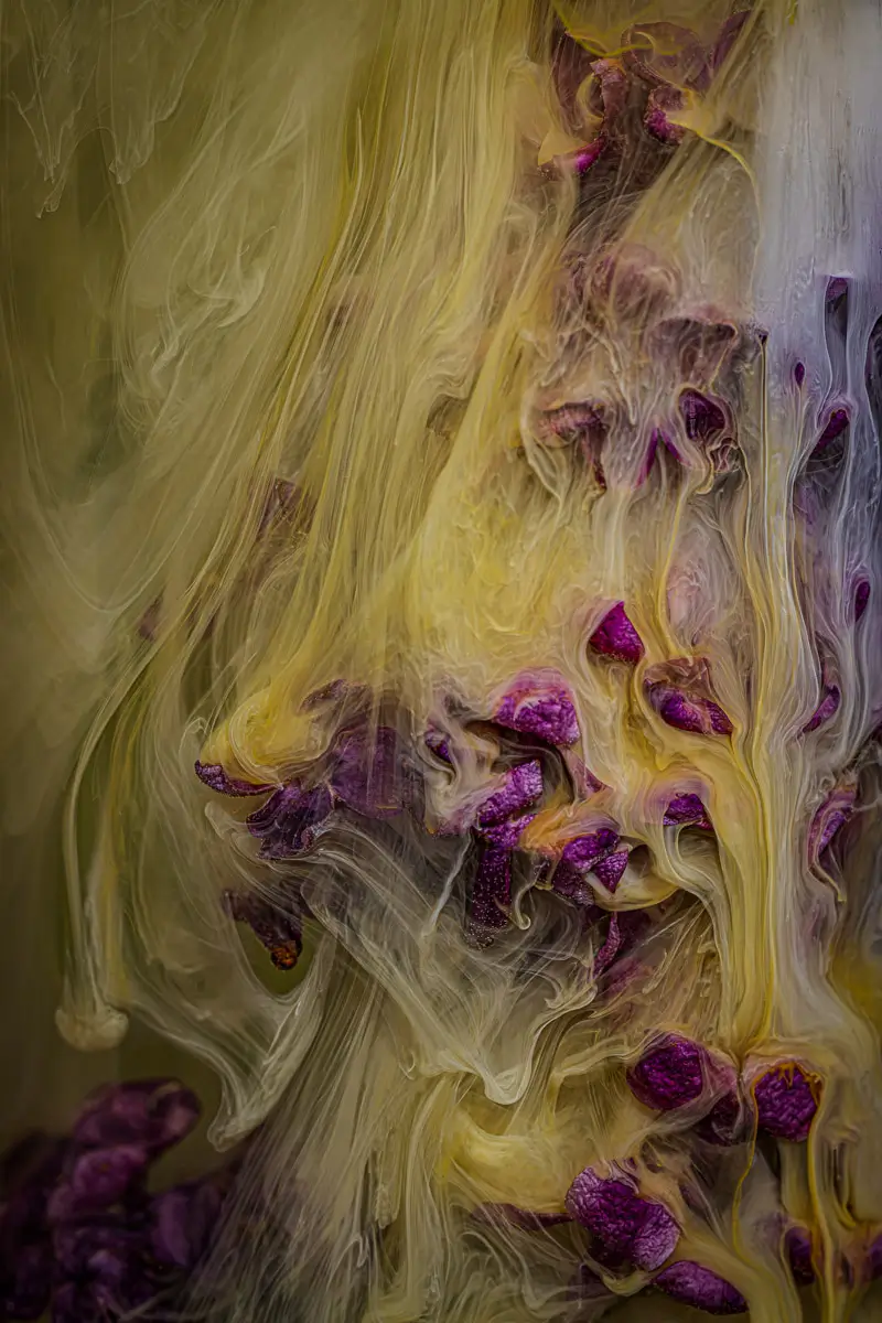 Submerged Series with water, botanicals/flowers and ink: Velvet Shroud has deep purple flowers covered with a veil of yellow silky ink flows
