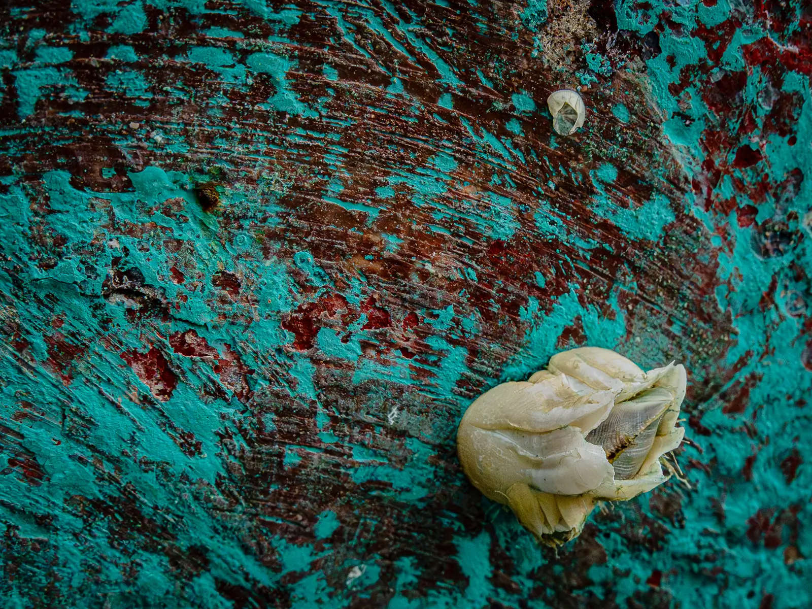 Patterns of rust and barnacles on the hull of a boat out of water.
