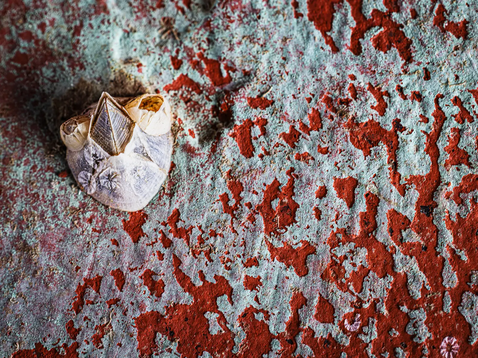 Patterns of rust and barnacles on the hull of a boat out of water.