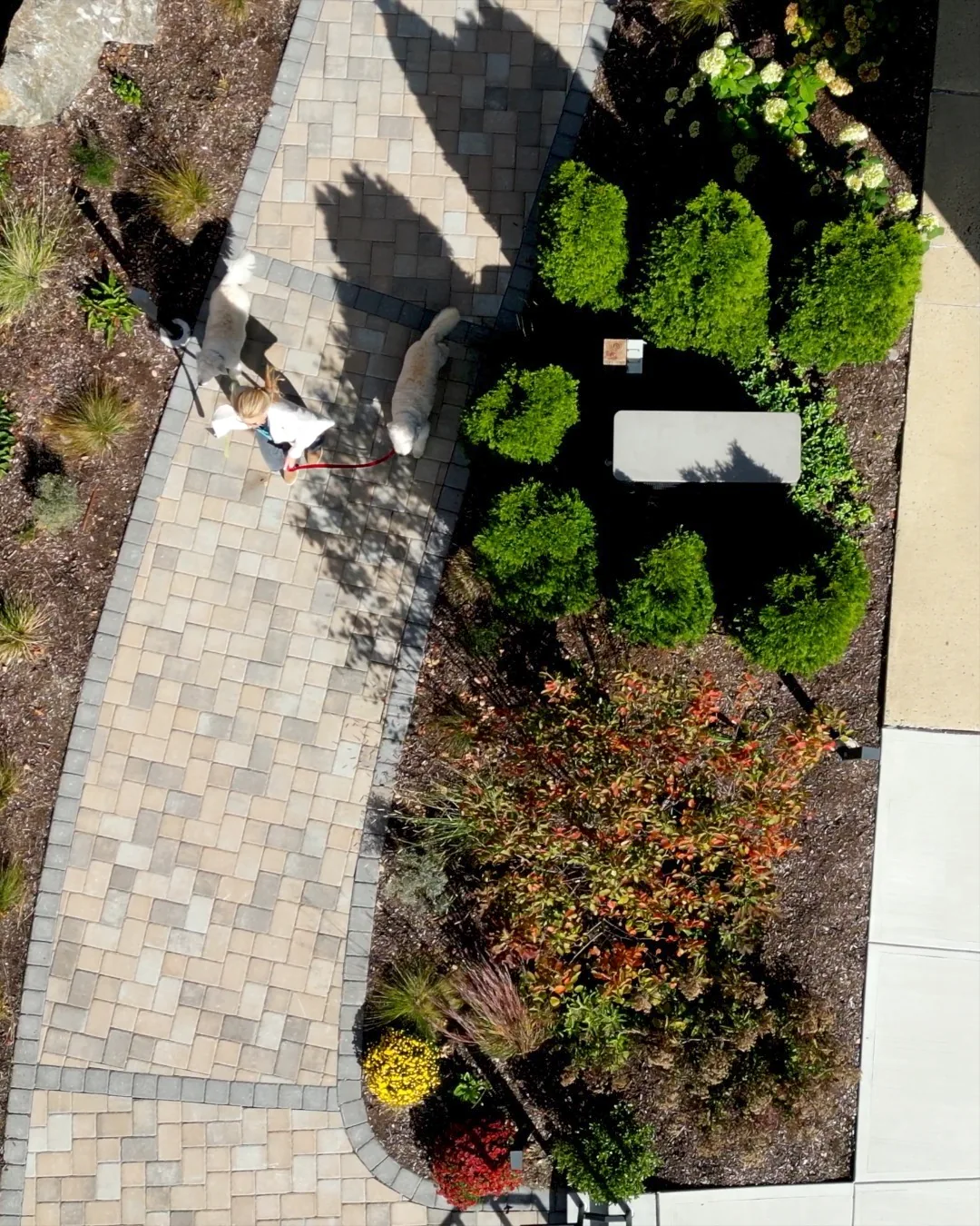 Aerial view of a resident walking two dogs along a landscaped garden path