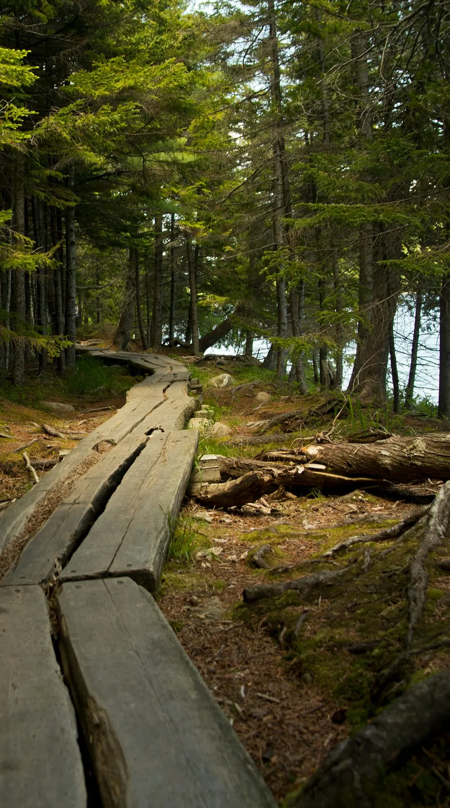 Wooden boardwalk trail through a pine forest