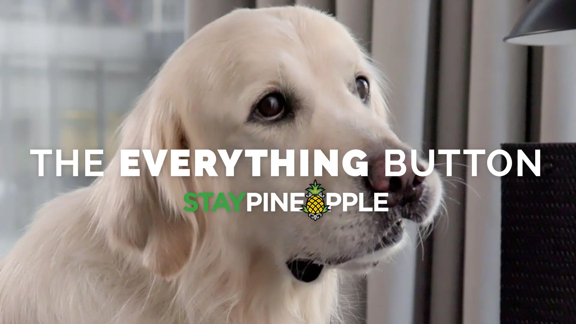 Comedic hotel commercial video for StayPineapple featuring white retriever dog and StayPineapple amenities.