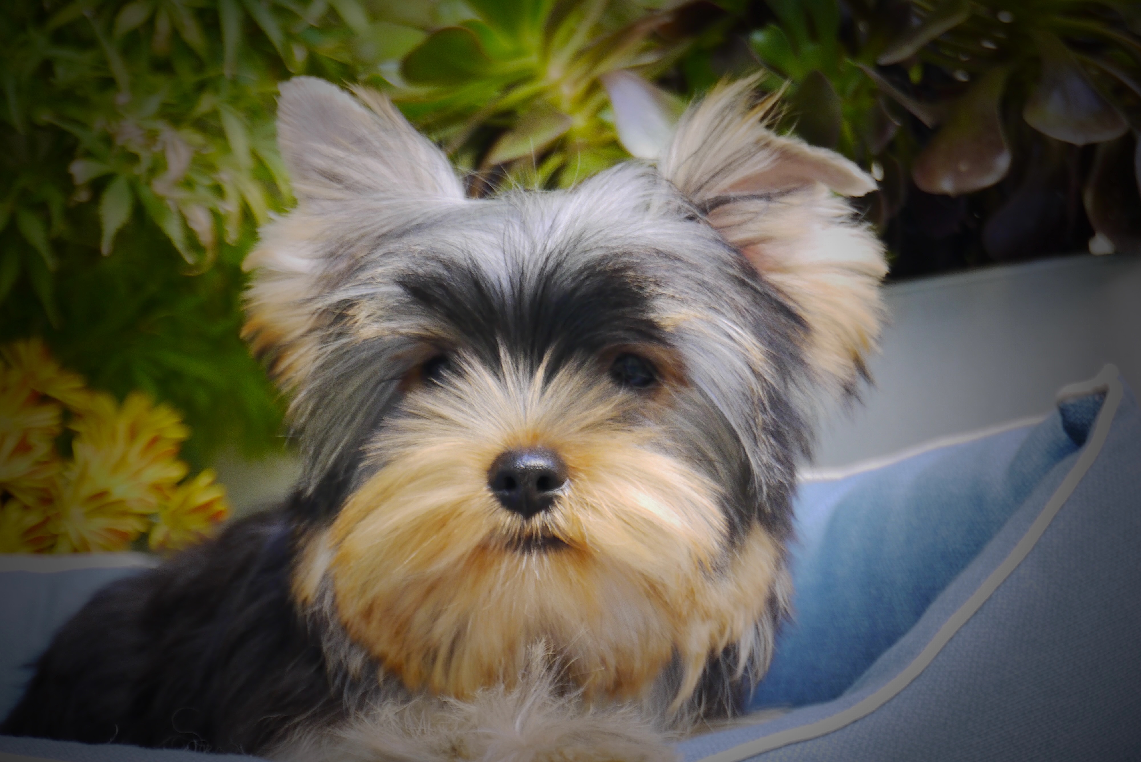 Albert