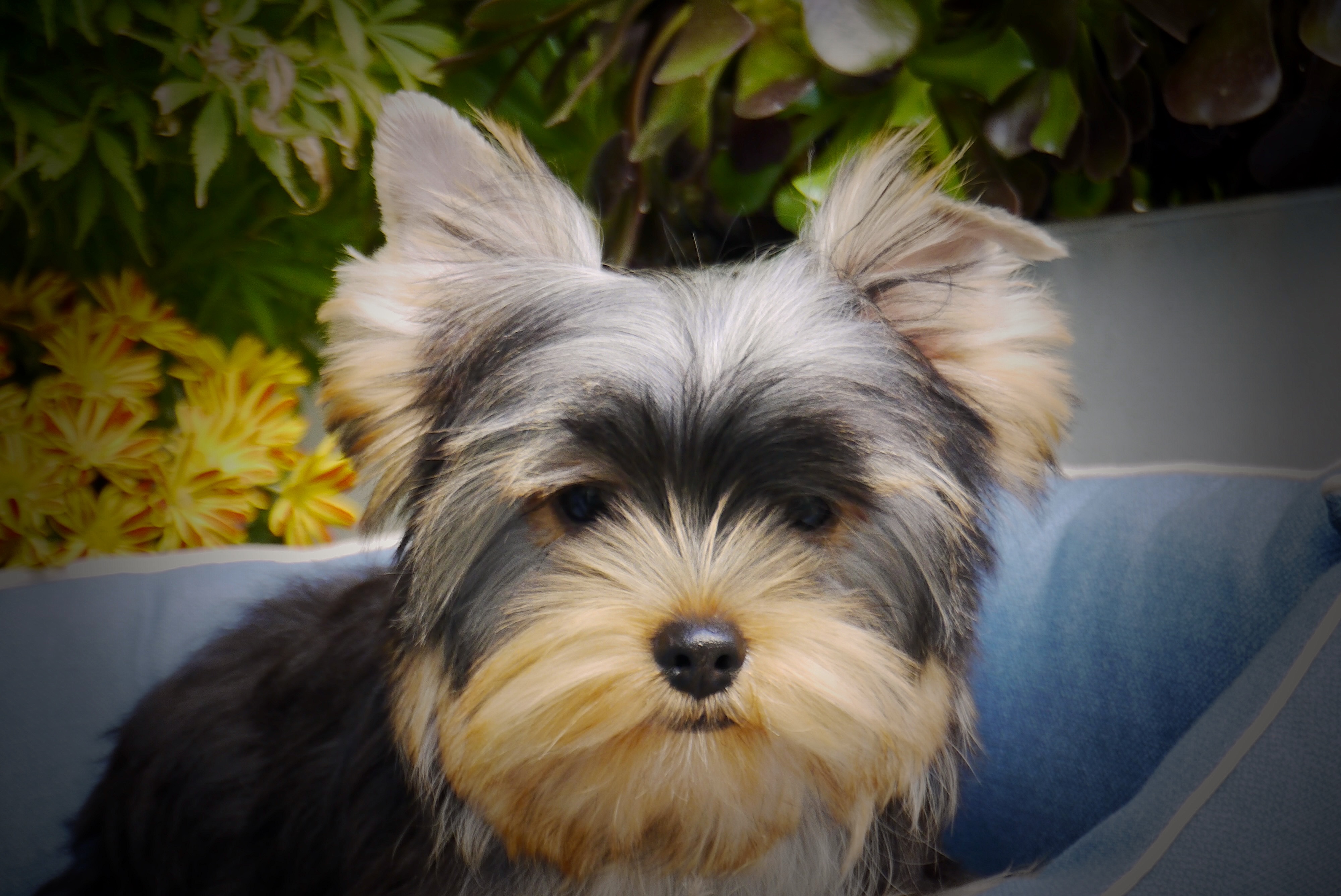 Albert
