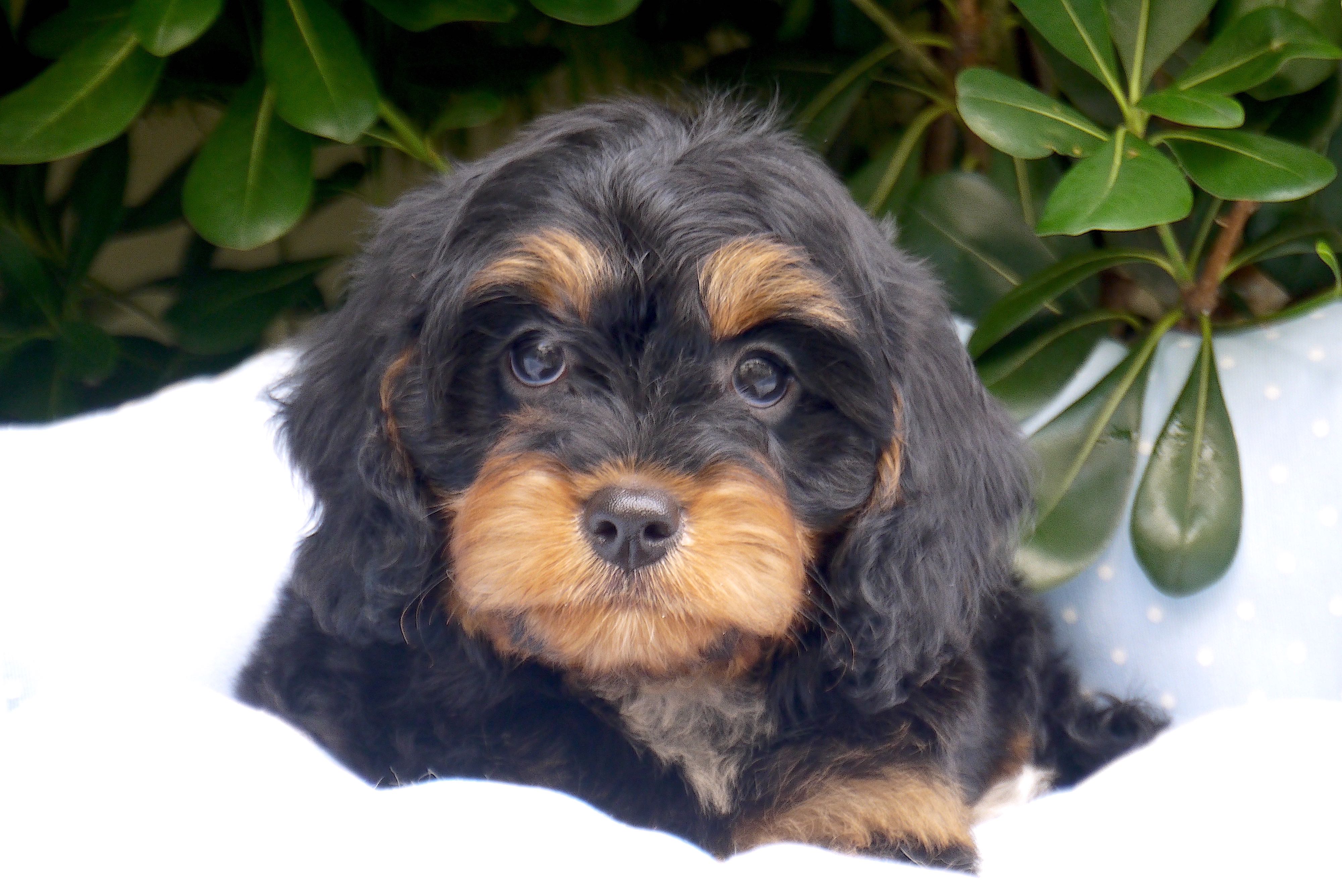 Attention avalanche de mignonnerie