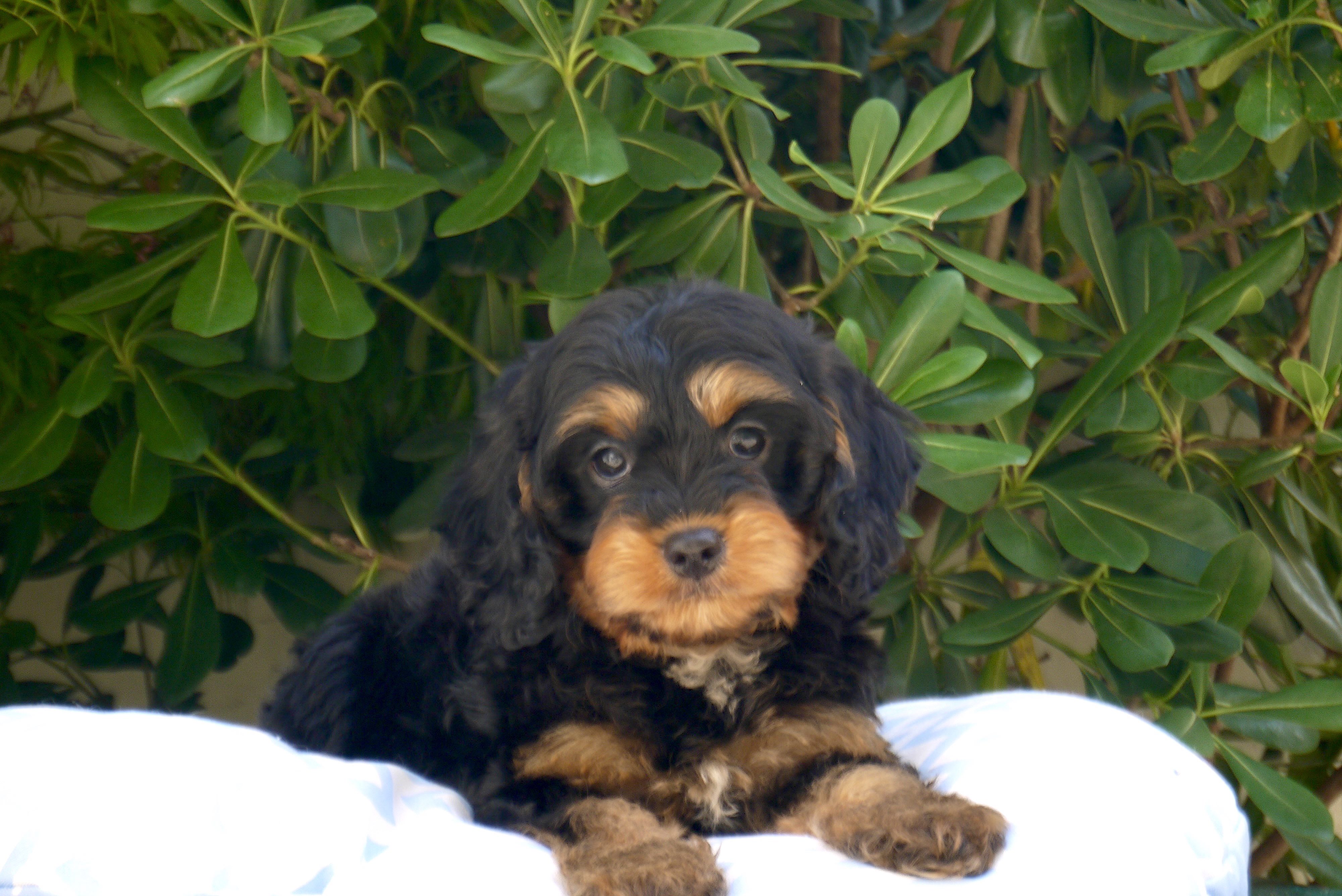 Attention avalanche de mignonnerie