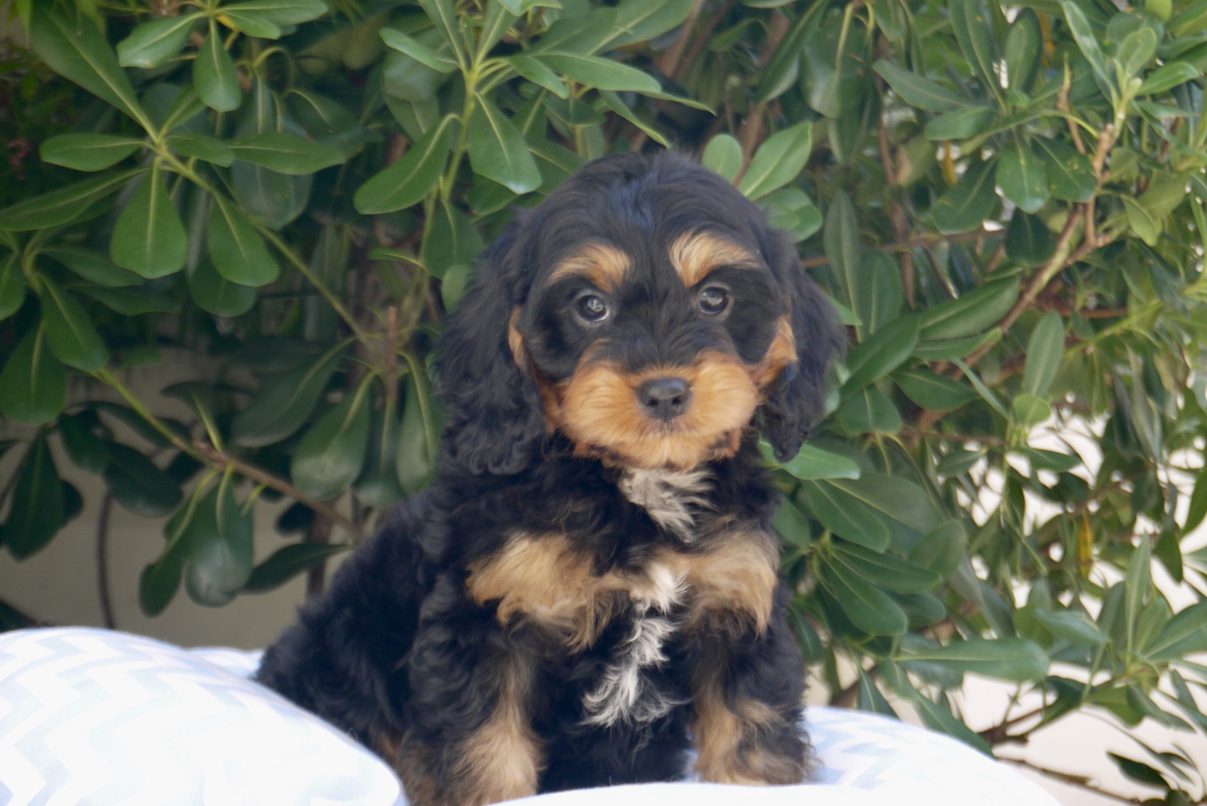 Attention avalanche de mignonnerie