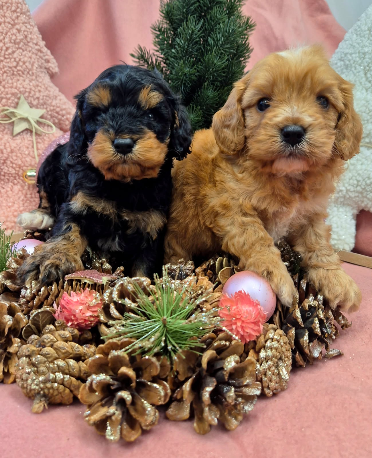 Attention avalanche de mignonnerie