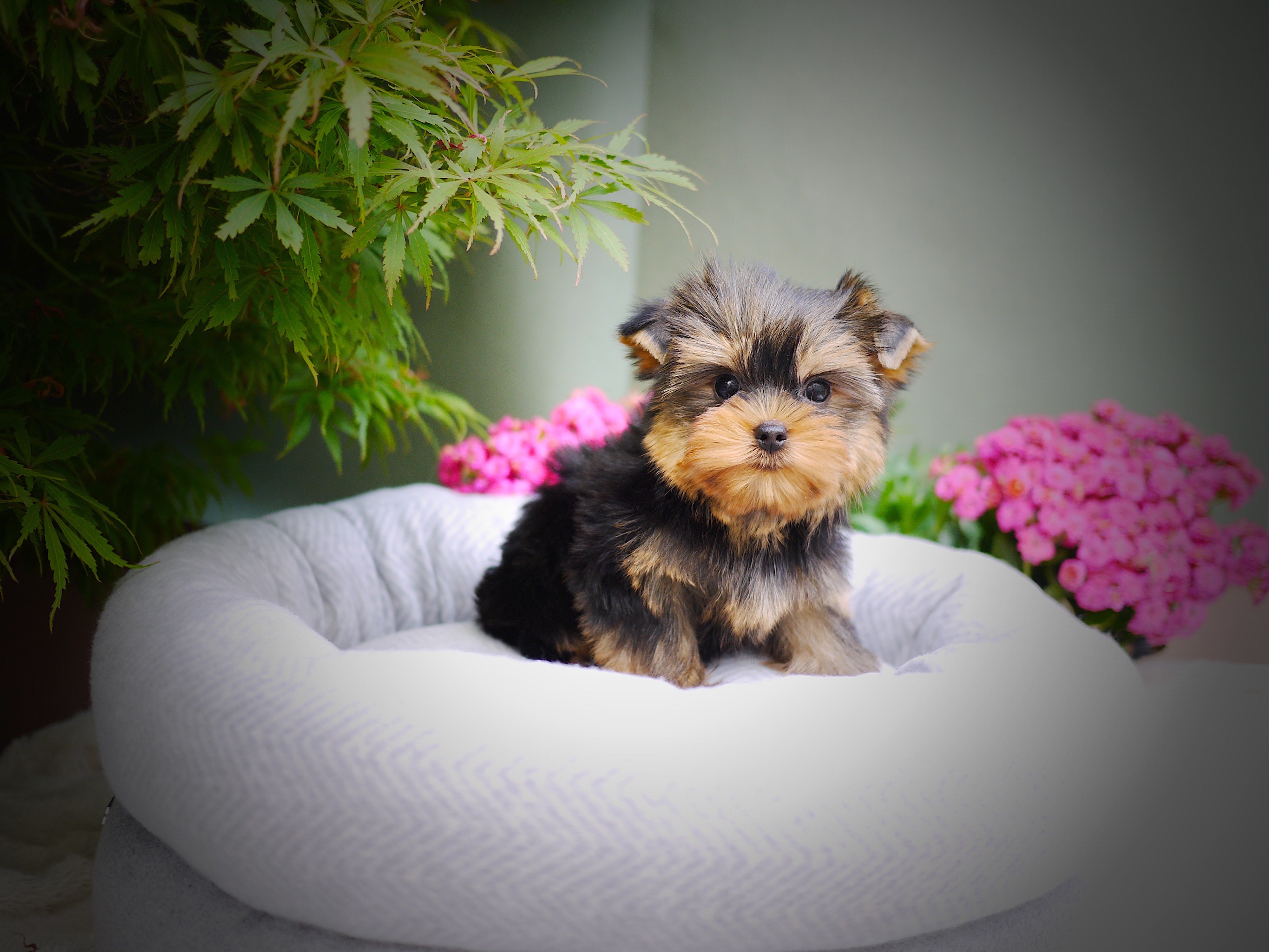 Balou