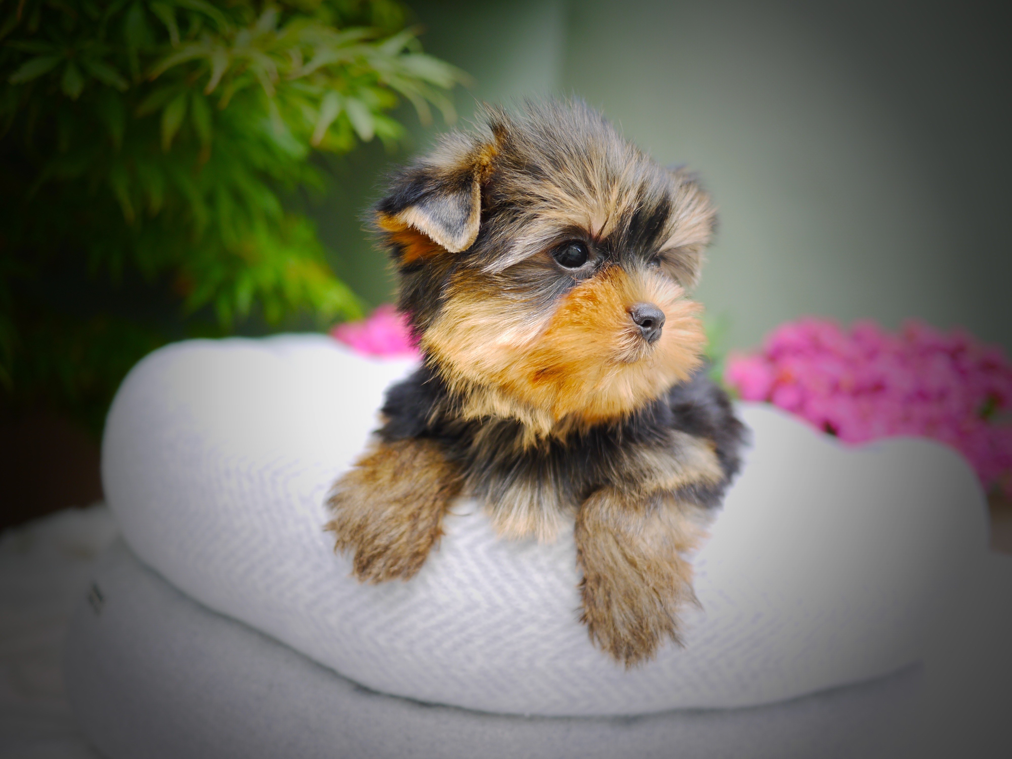 Balou