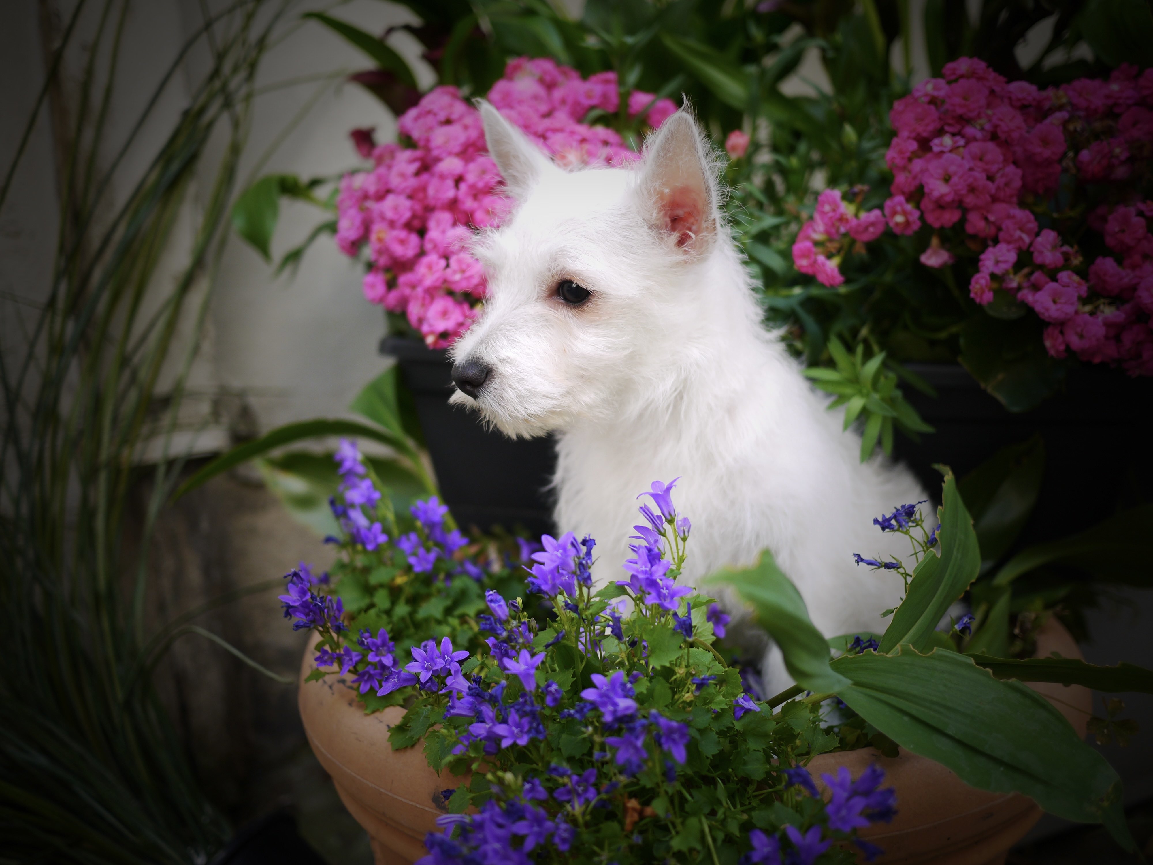 Bloom