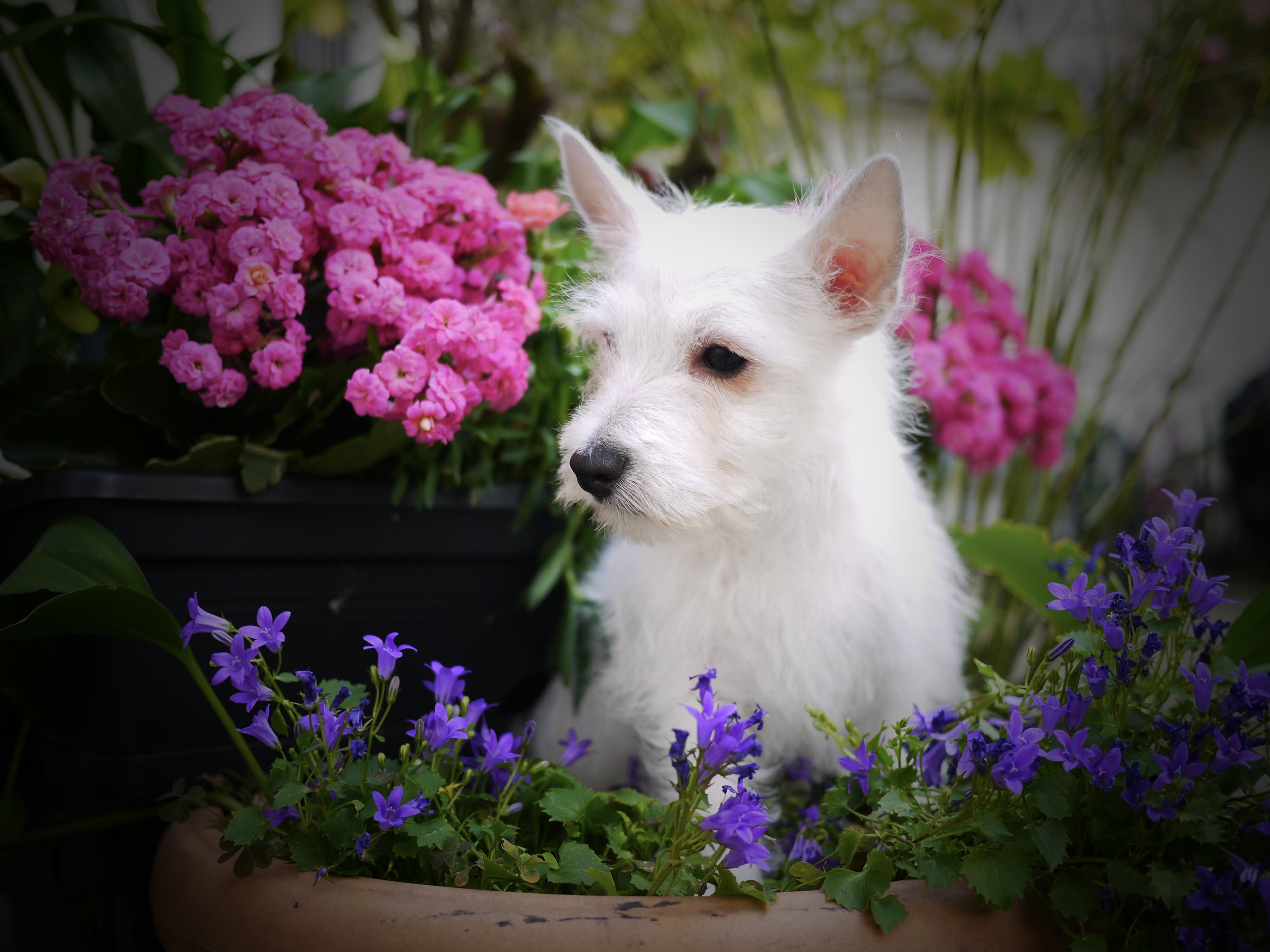 Bloom