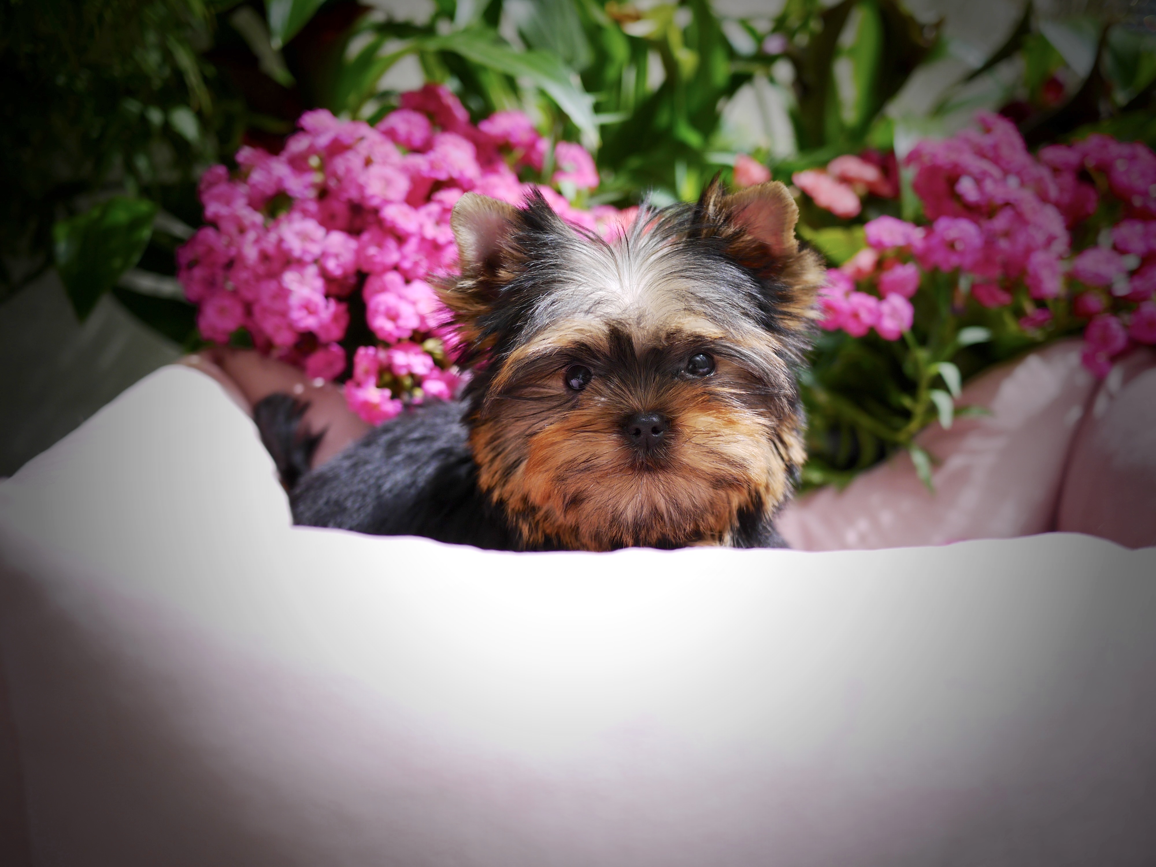 Bella