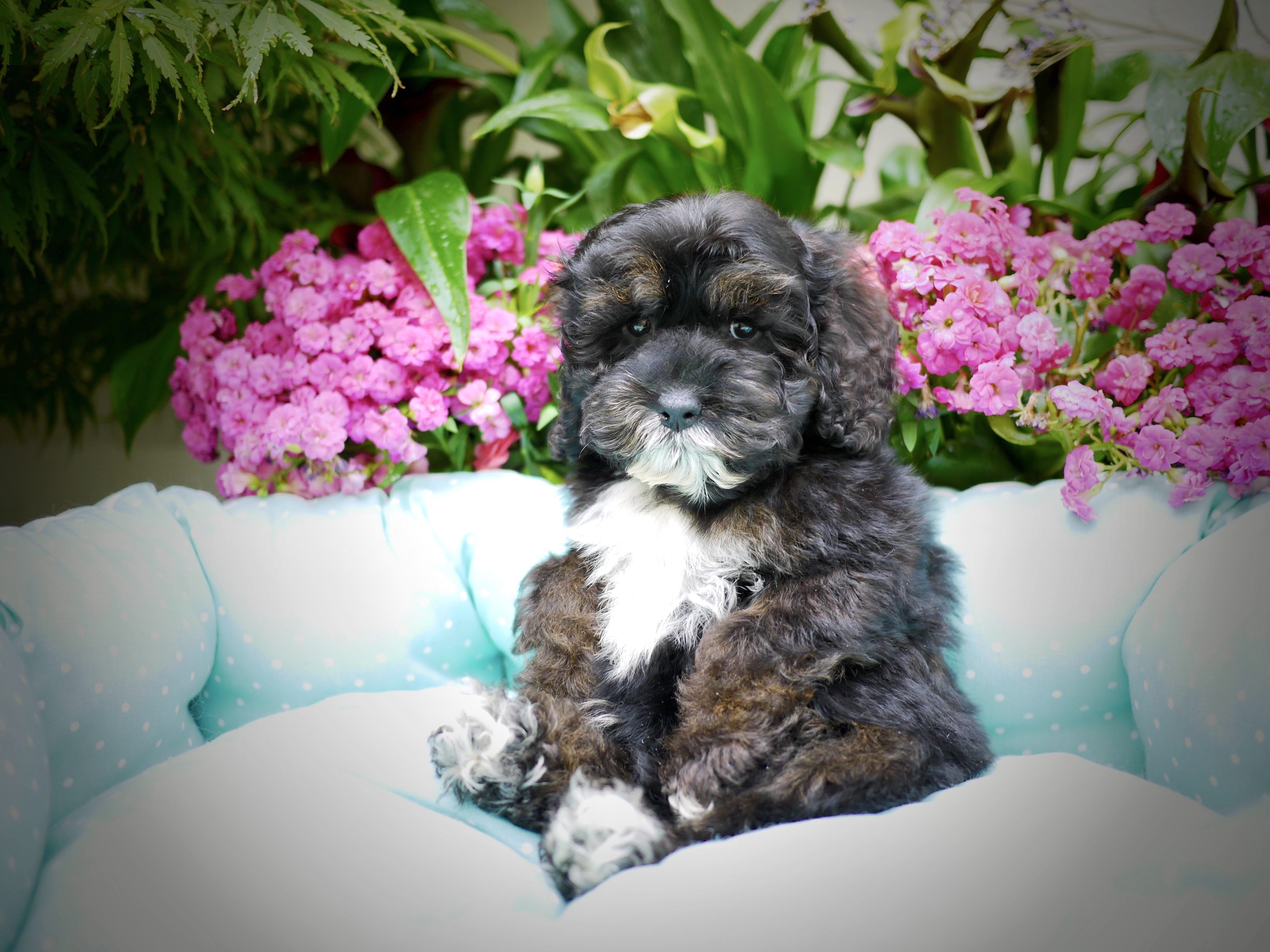 Beethoven