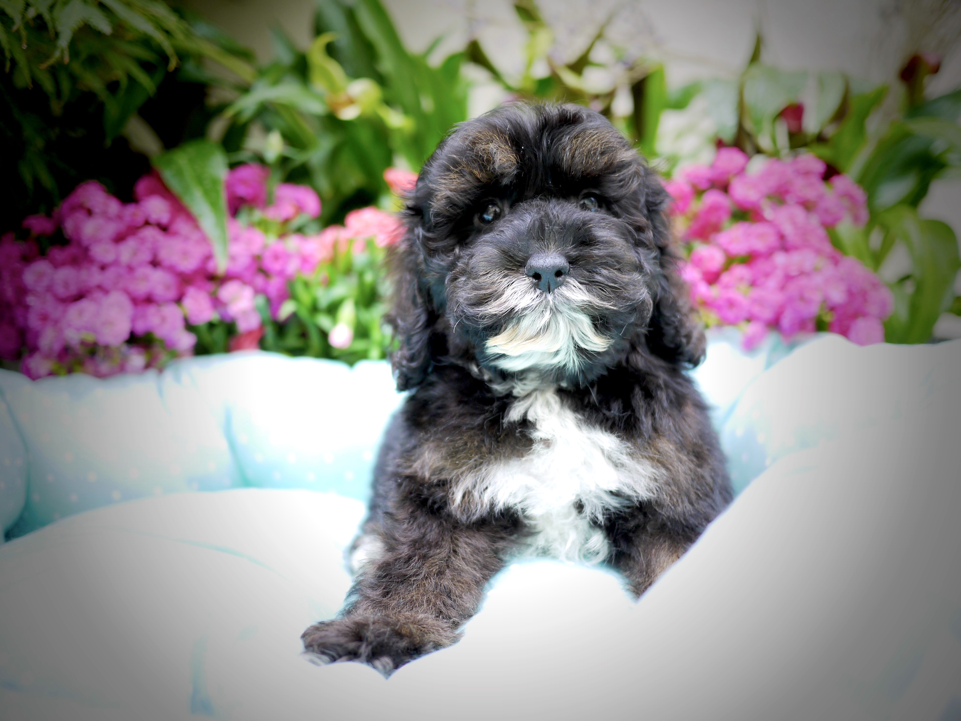Beethoven