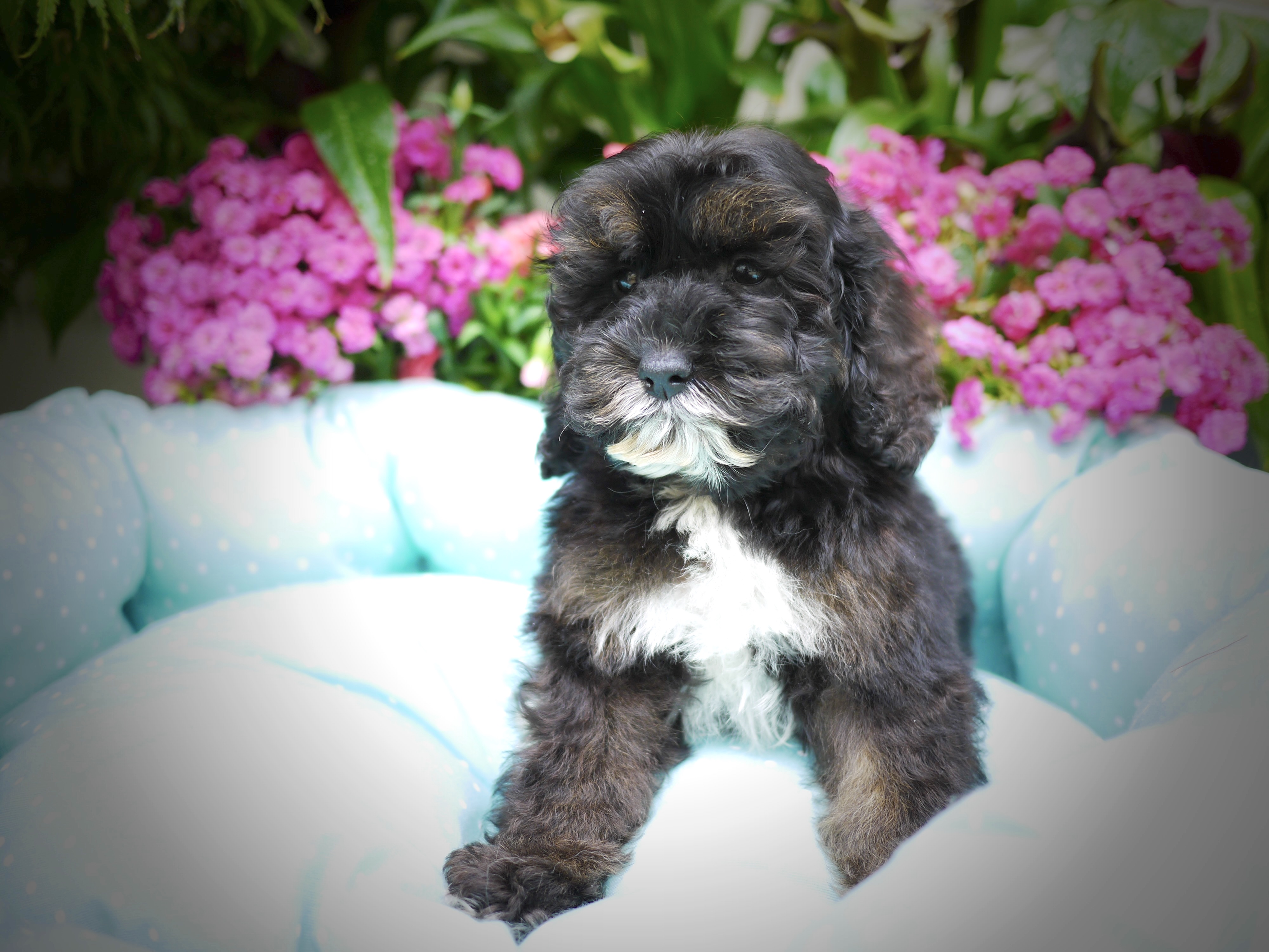 Beethoven