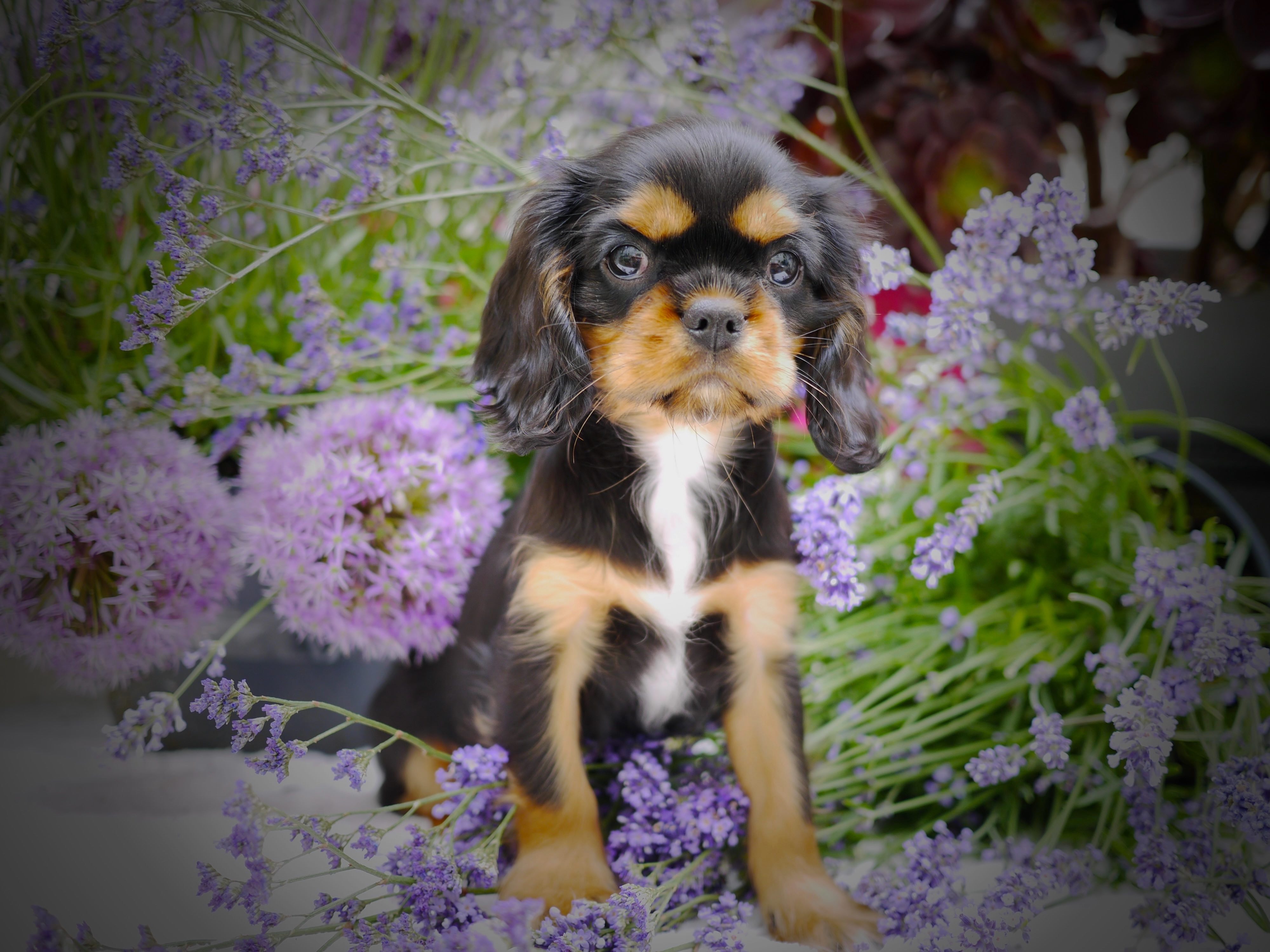 Blacky