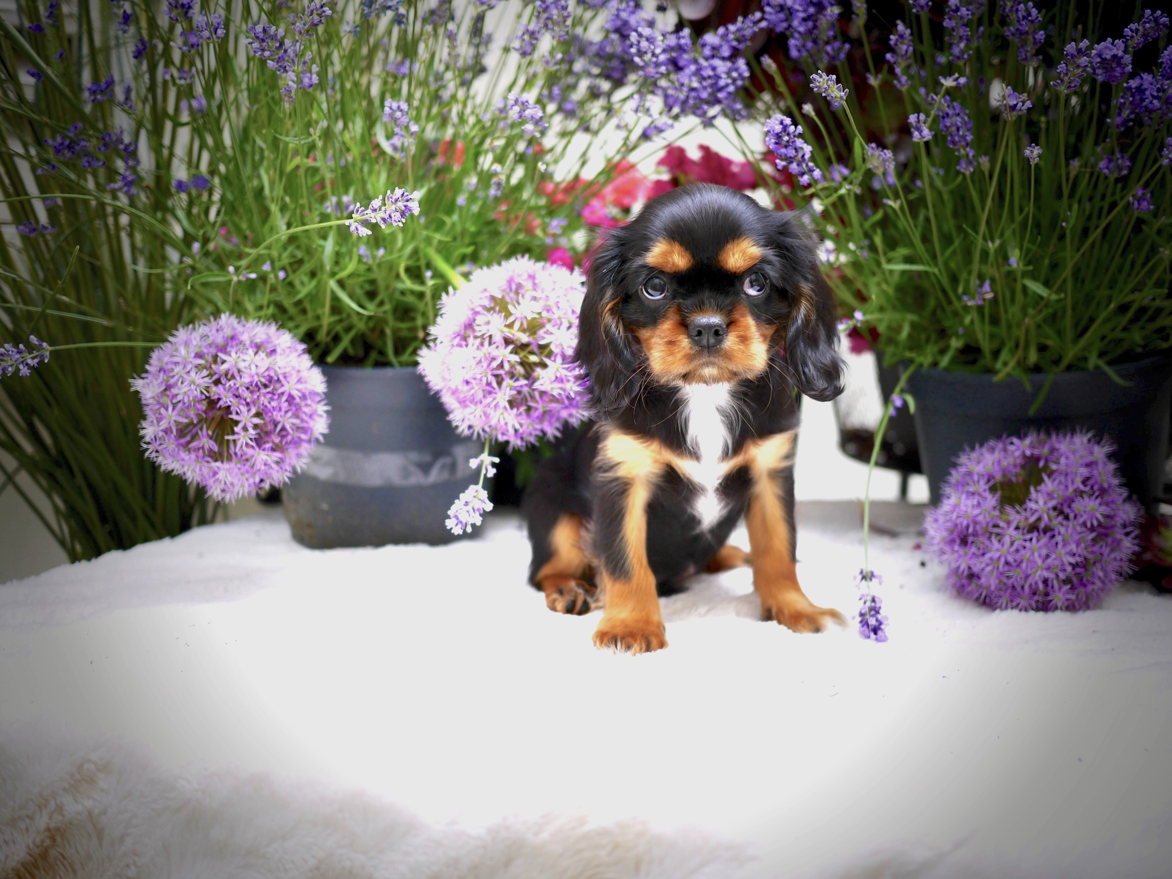 Blacky